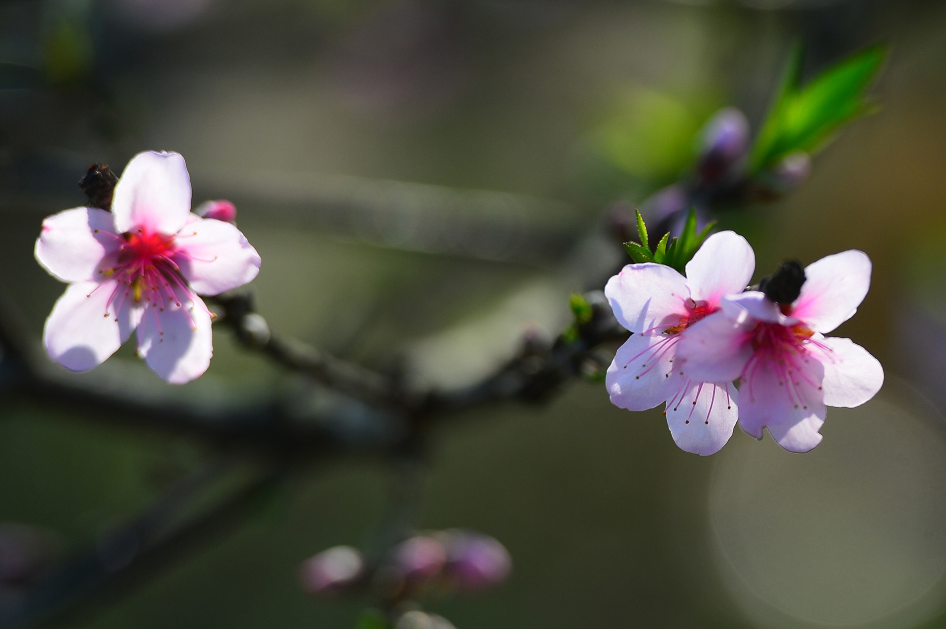 hoa dao ngay Tet anh 30