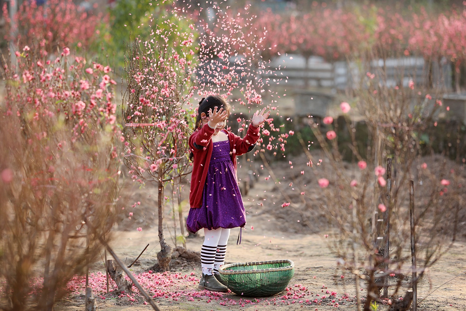 hoa dao ngay Tet anh 20