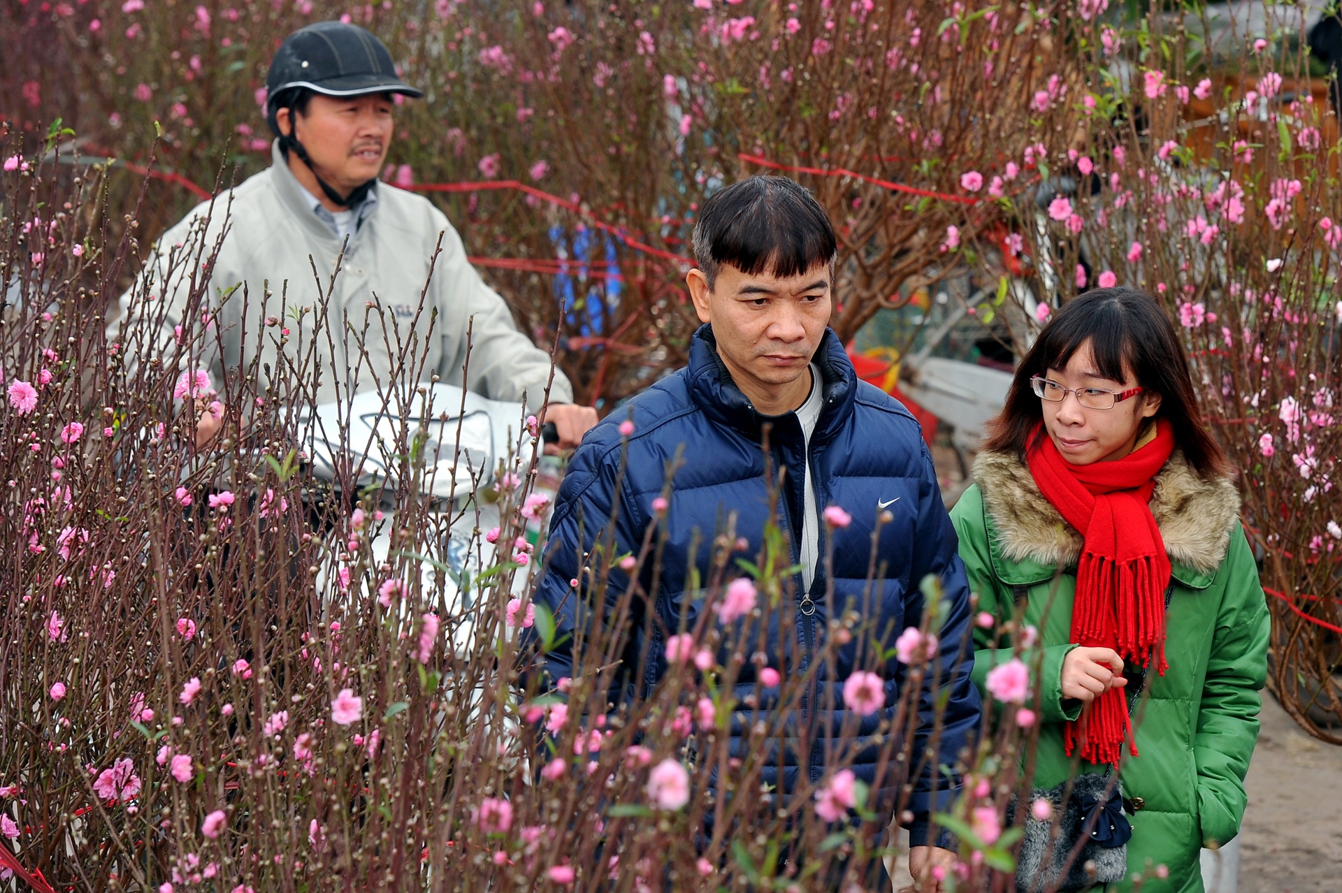 hoa dao ngay Tet anh 7
