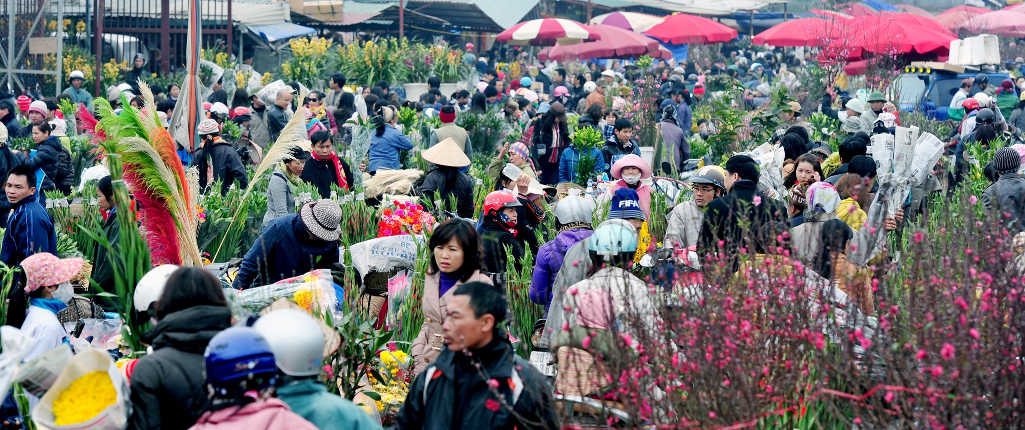 hoa dao ngay Tet anh 1