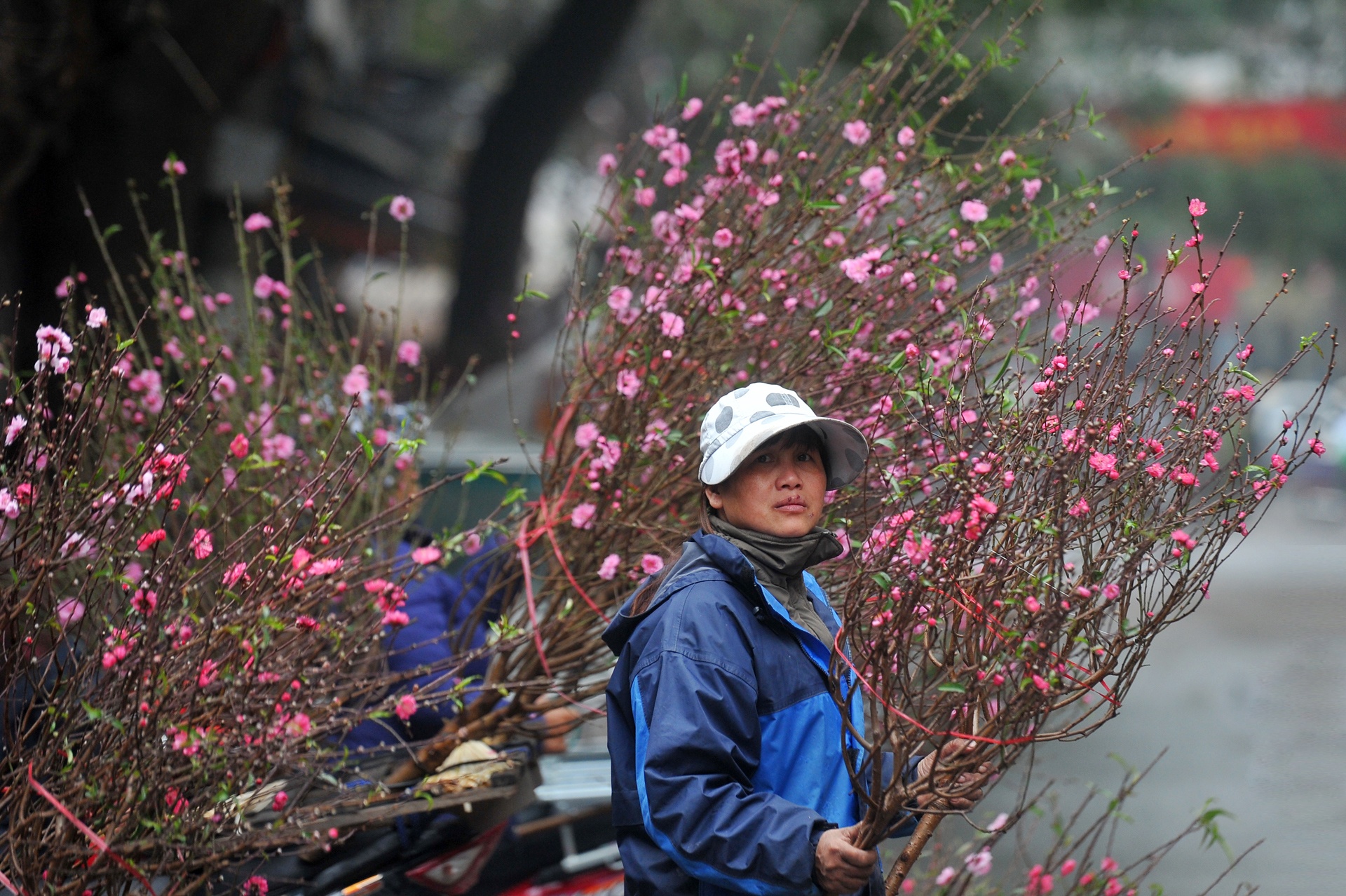 hoa dao ngay Tet anh 3