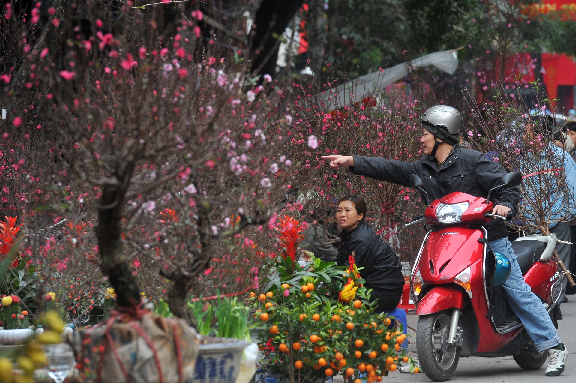 hoa dao ngay Tet anh 4