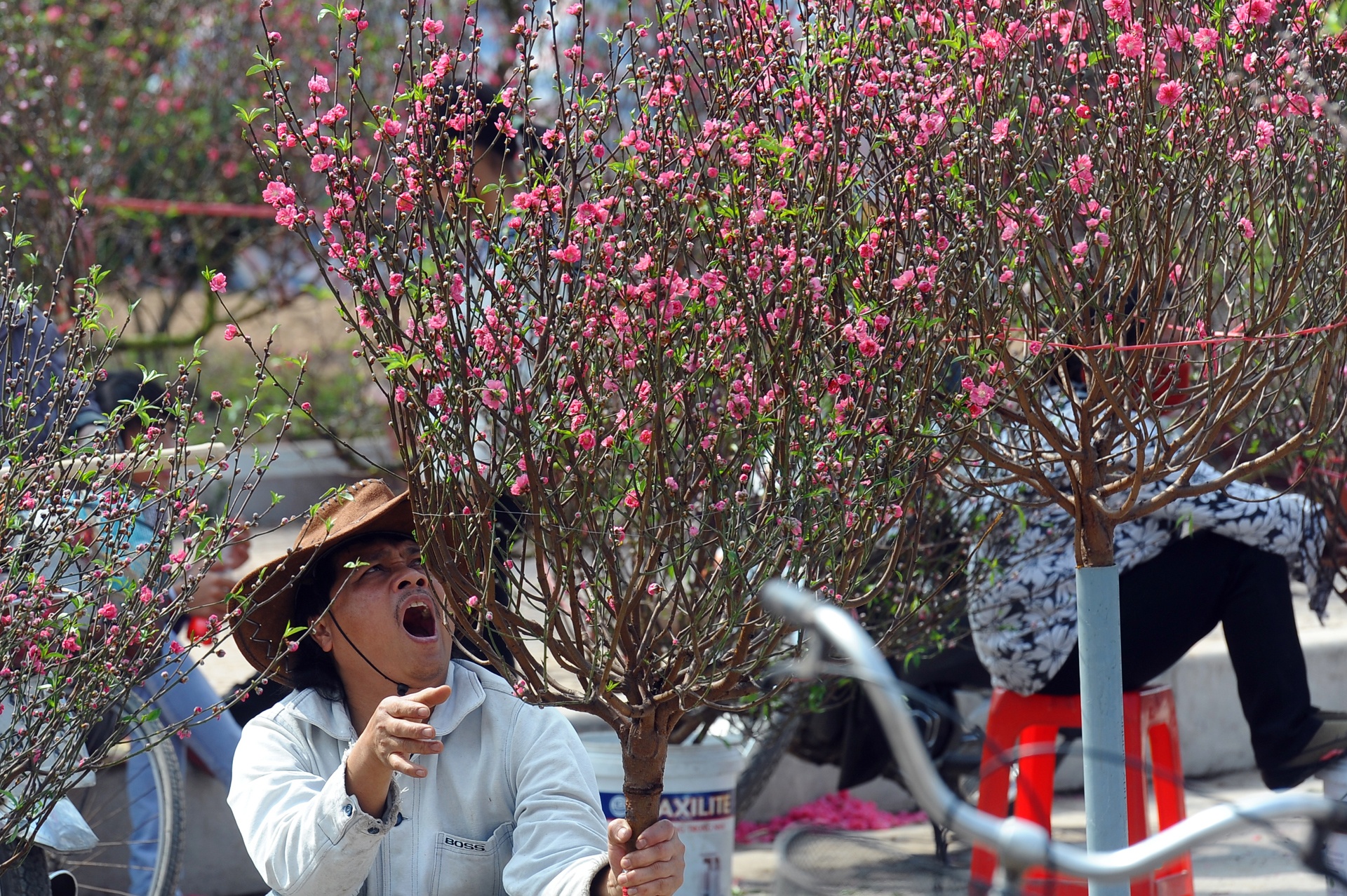 hoa dao ngay Tet anh 5