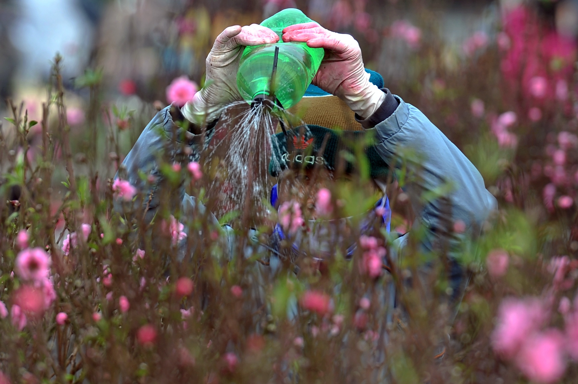 hoa dao ngay Tet anh 6