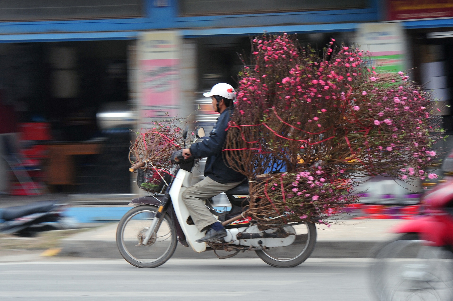 hoa dao ngay Tet anh 10