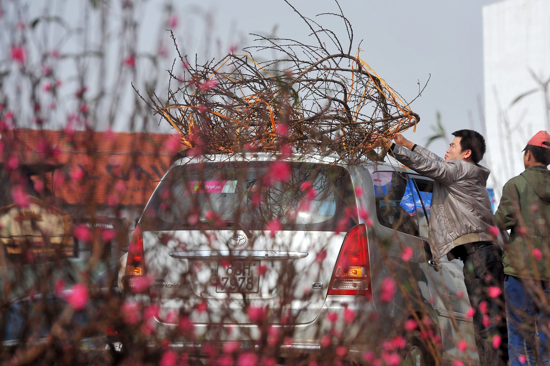 hoa dao ngay Tet anh 9