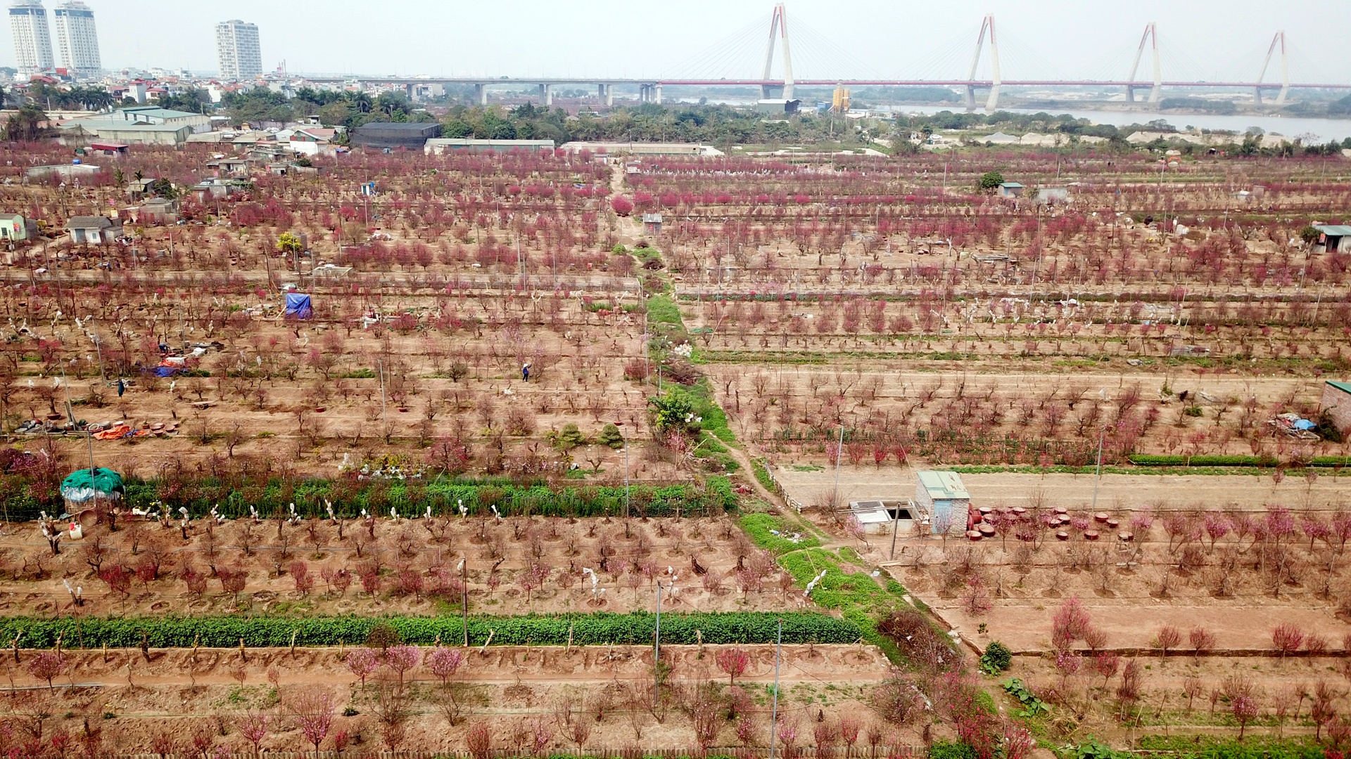 hoa dao ngay Tet anh 17