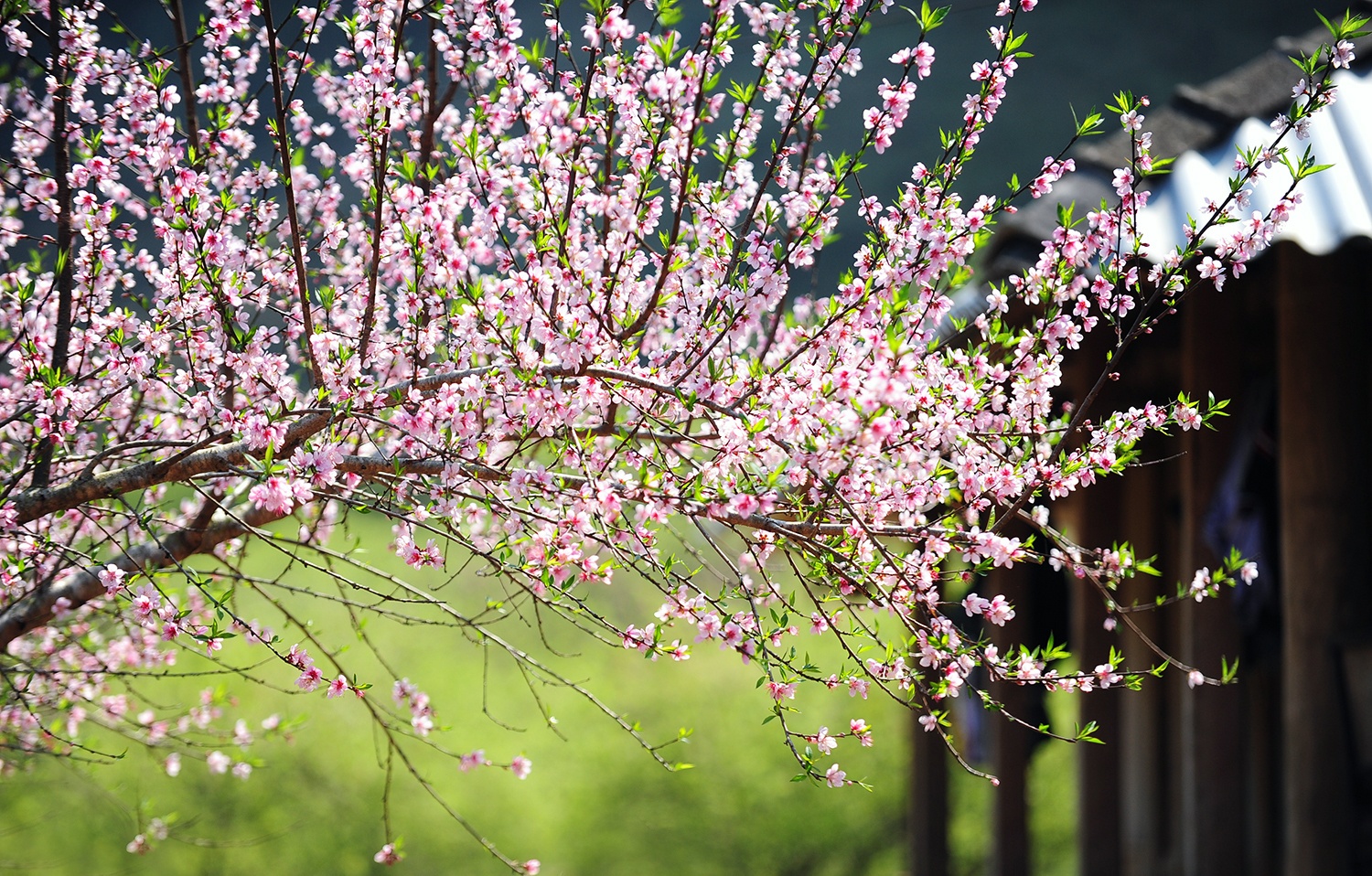 hoa dao ngay Tet anh 25