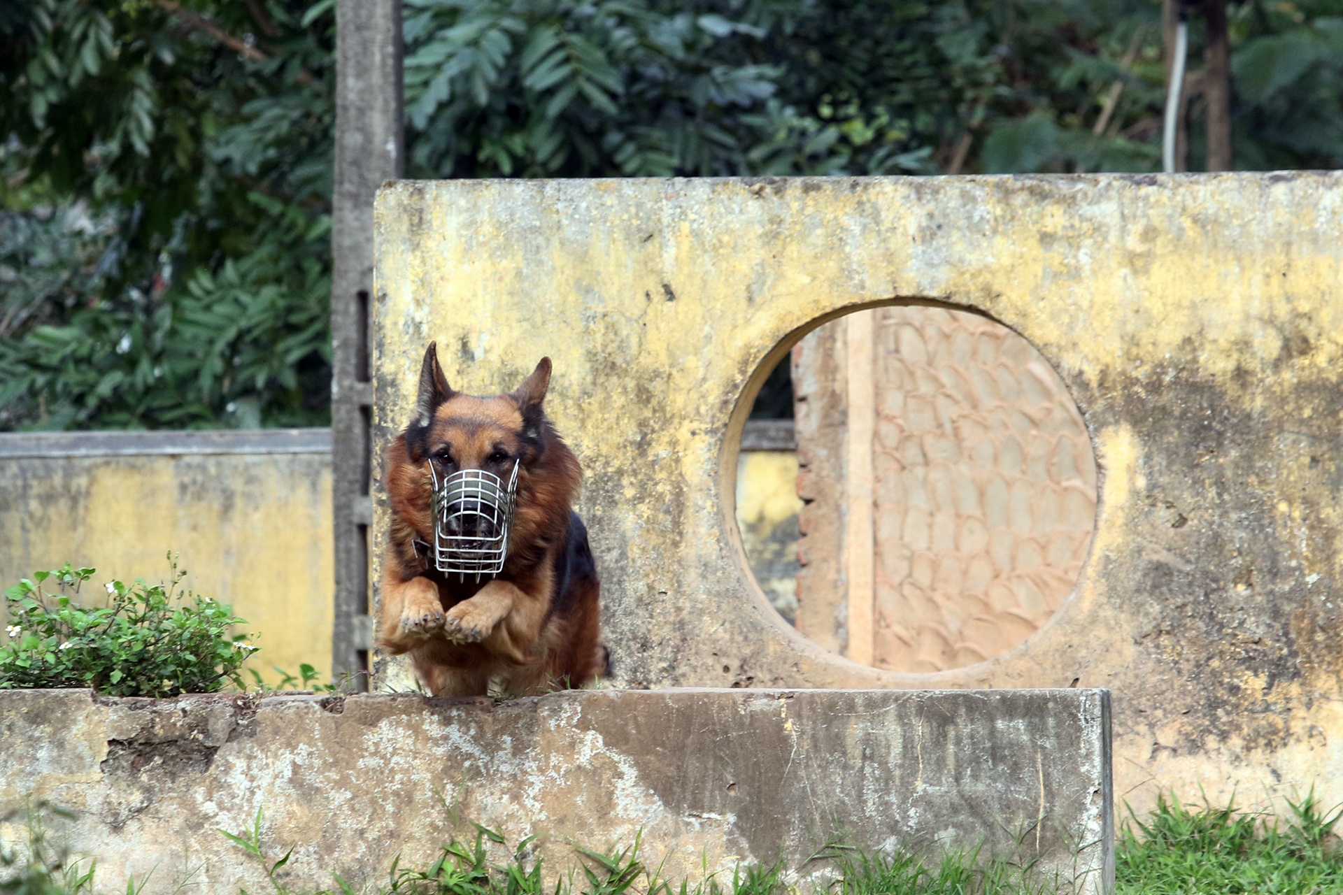 cho nghiep vu duoc huan luyen the nao anh 12