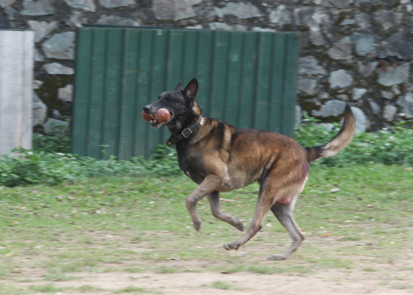 cho nghiep vu duoc huan luyen the nao anh 13