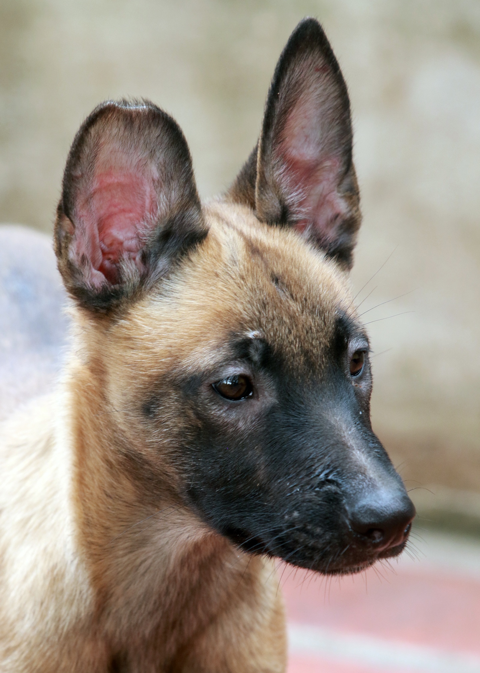 cho nghiep vu duoc huan luyen the nao anh 3