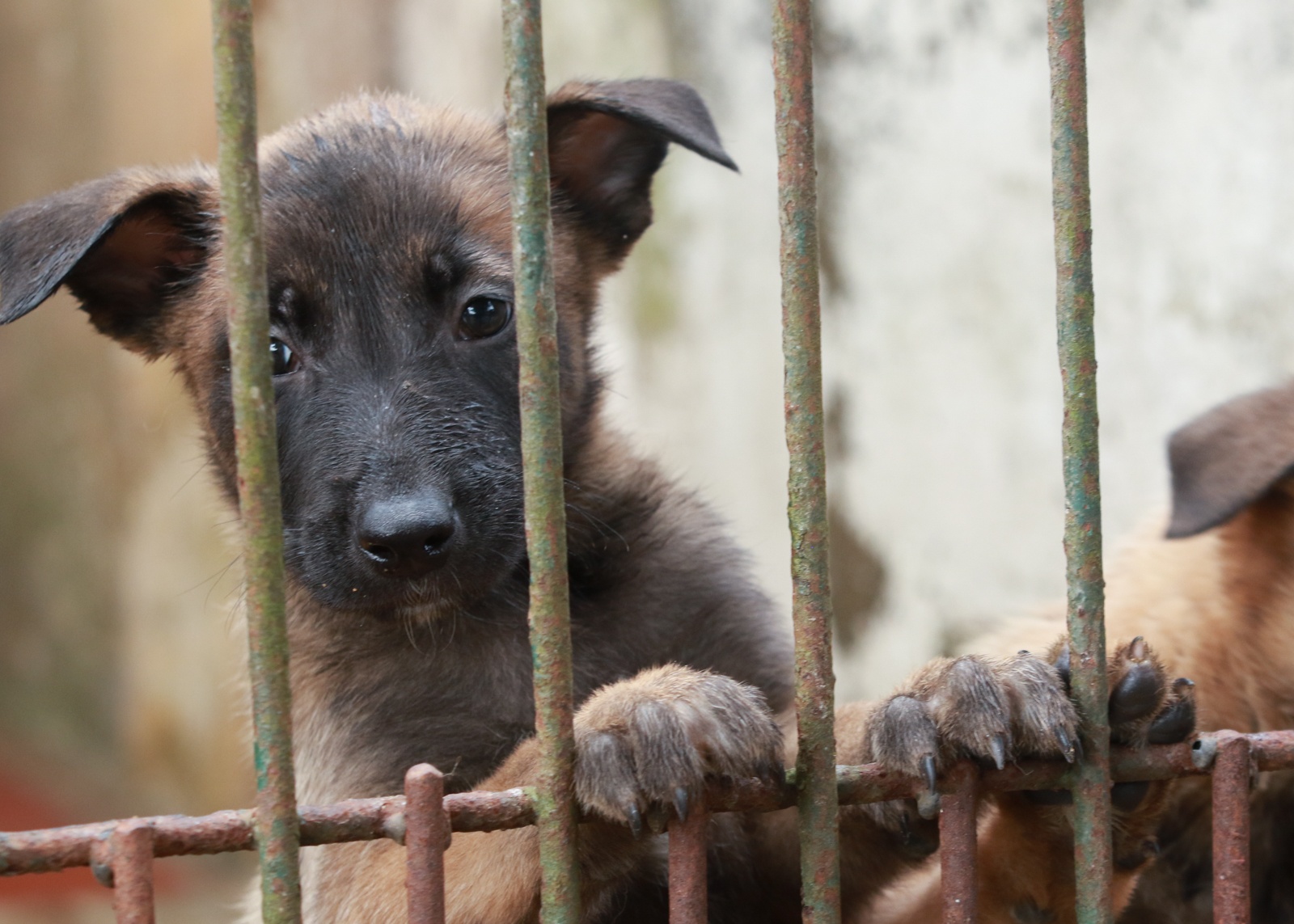 cho nghiep vu duoc huan luyen the nao anh 4