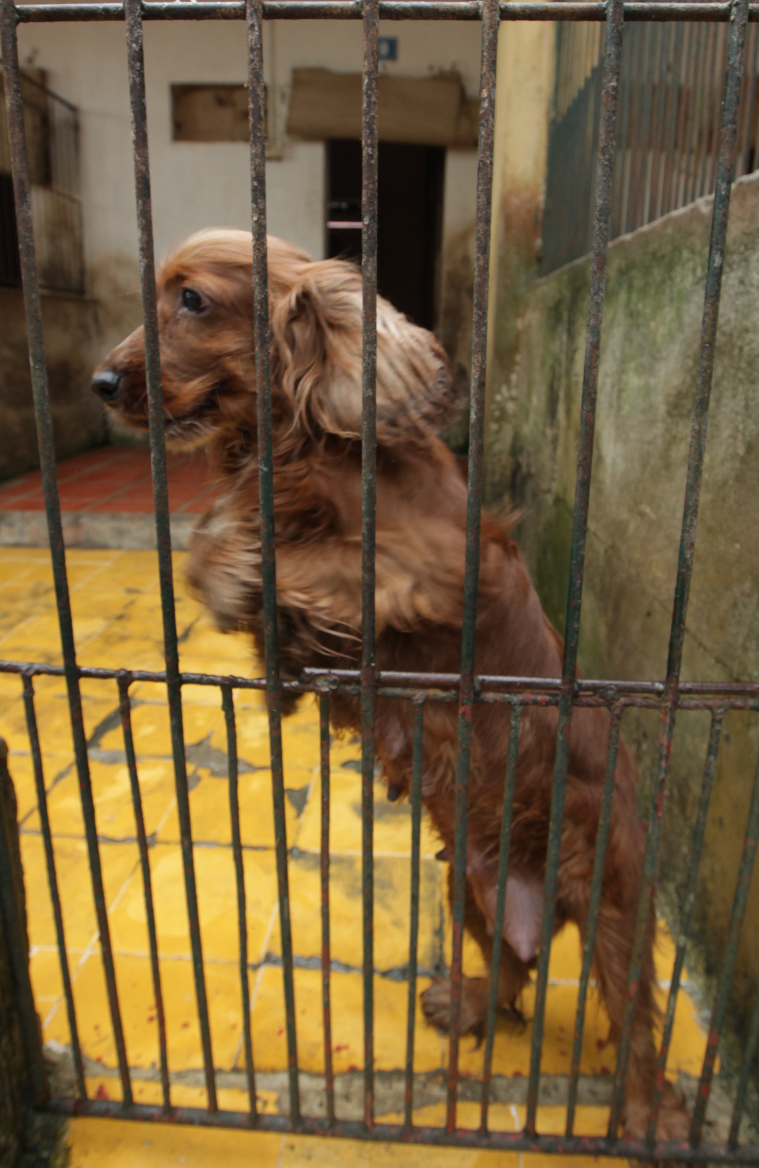 cho nghiep vu duoc huan luyen the nao anh 5