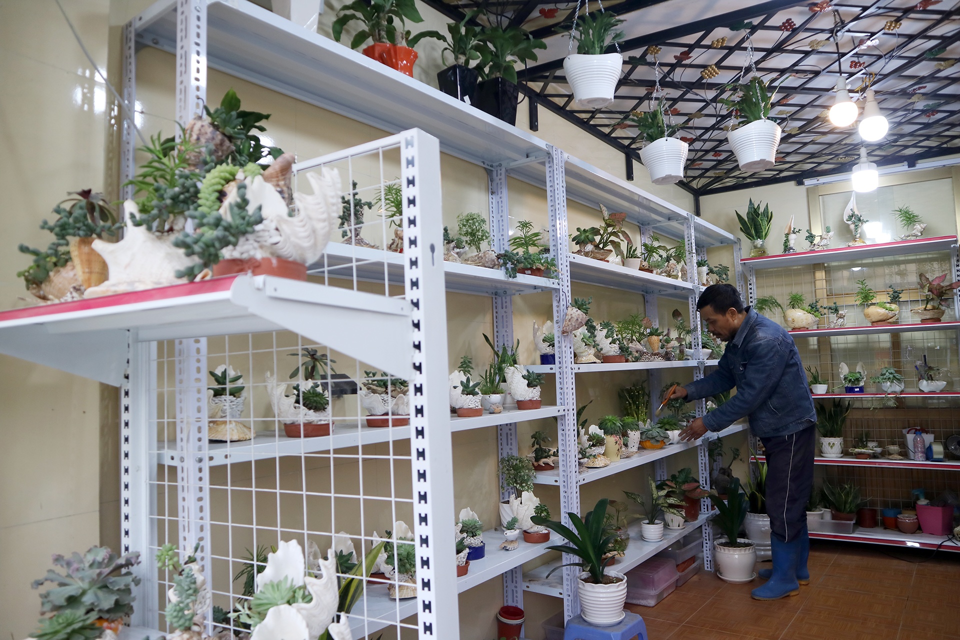 tac pham bonsai vo oc anh 1