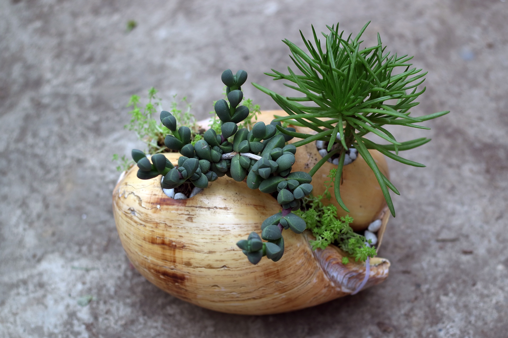 tac pham bonsai vo oc anh 9