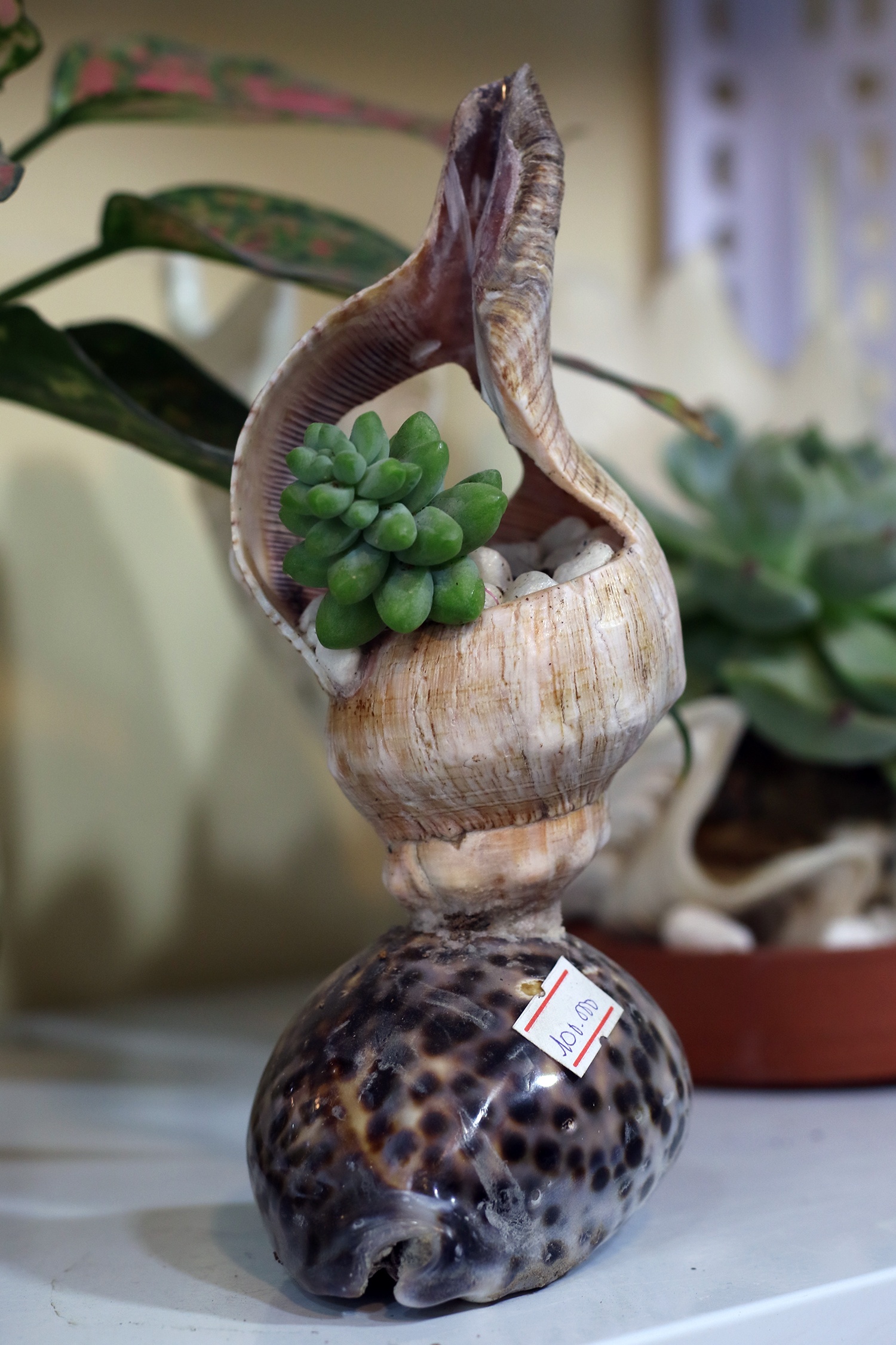 tac pham bonsai vo oc anh 10