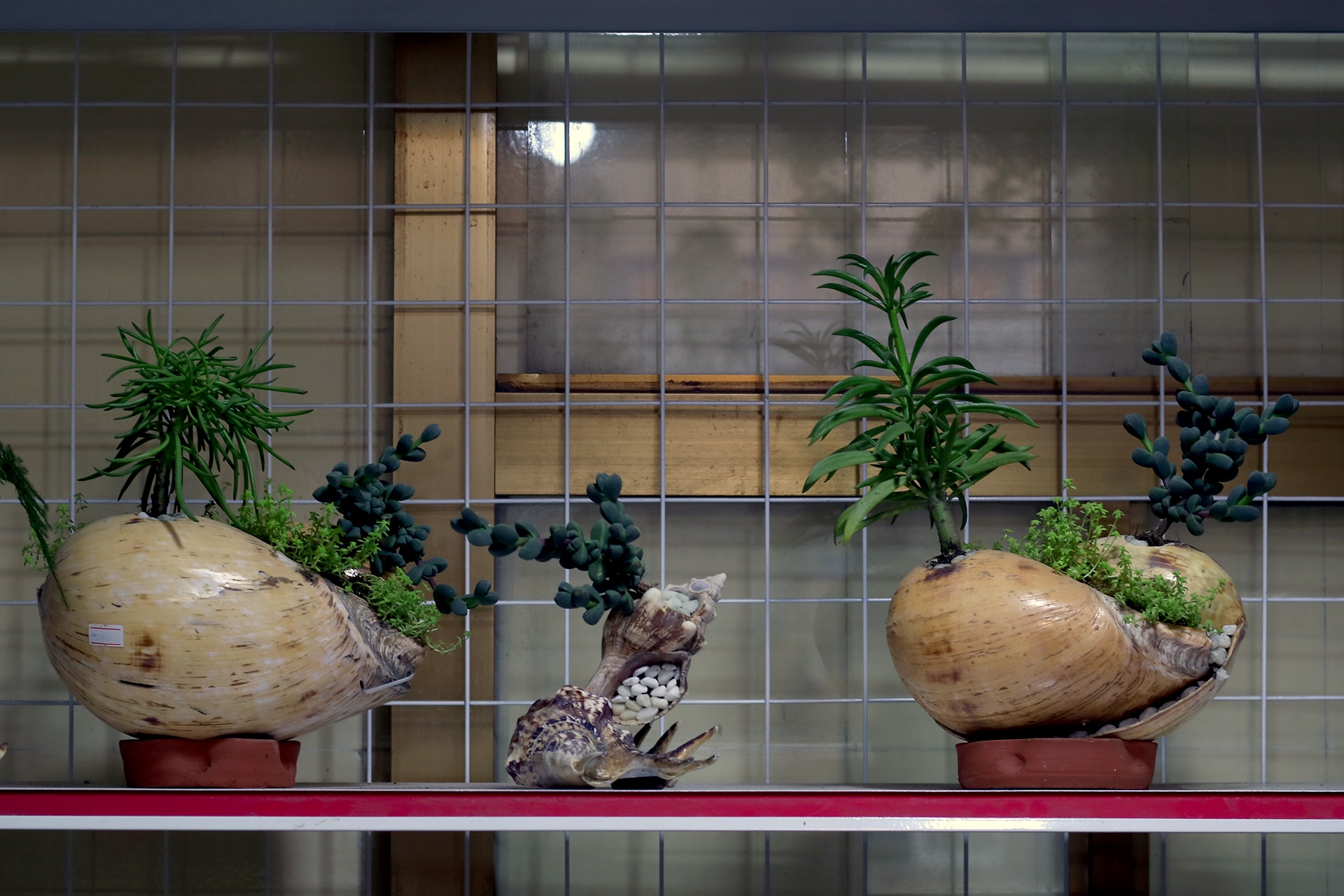 tac pham bonsai vo oc anh 2