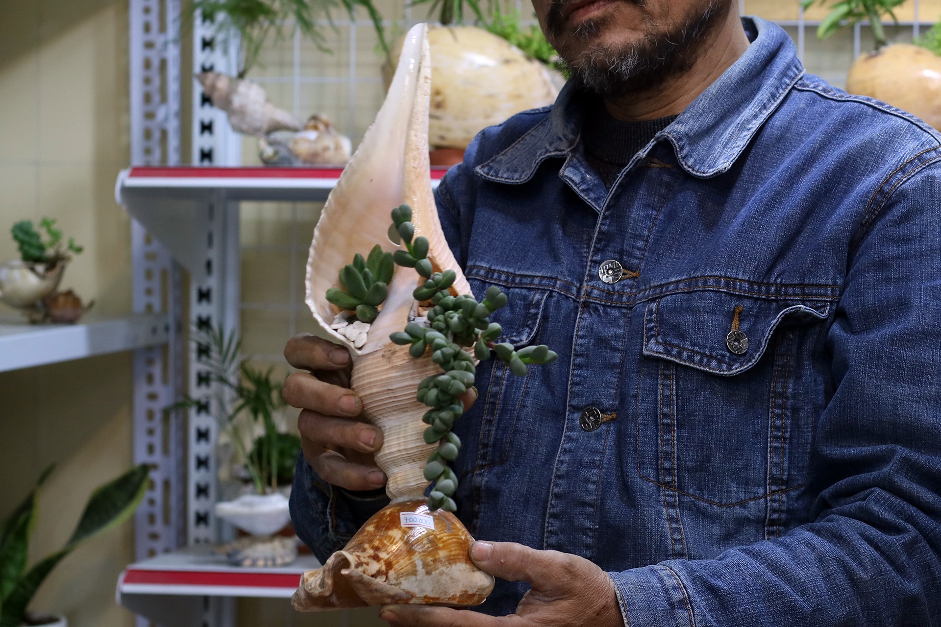 tac pham bonsai vo oc anh 3