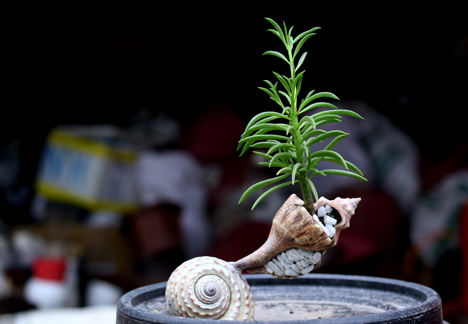 tac pham bonsai vo oc anh 7