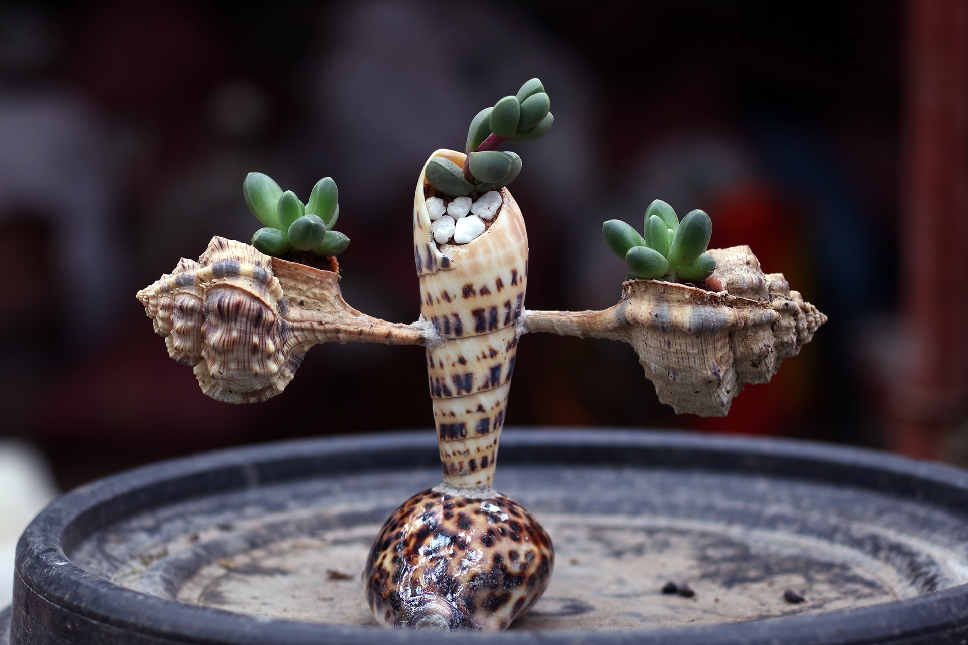 Hoa kieng choi Tet trong vo oc doc dao, gia re hinh anh