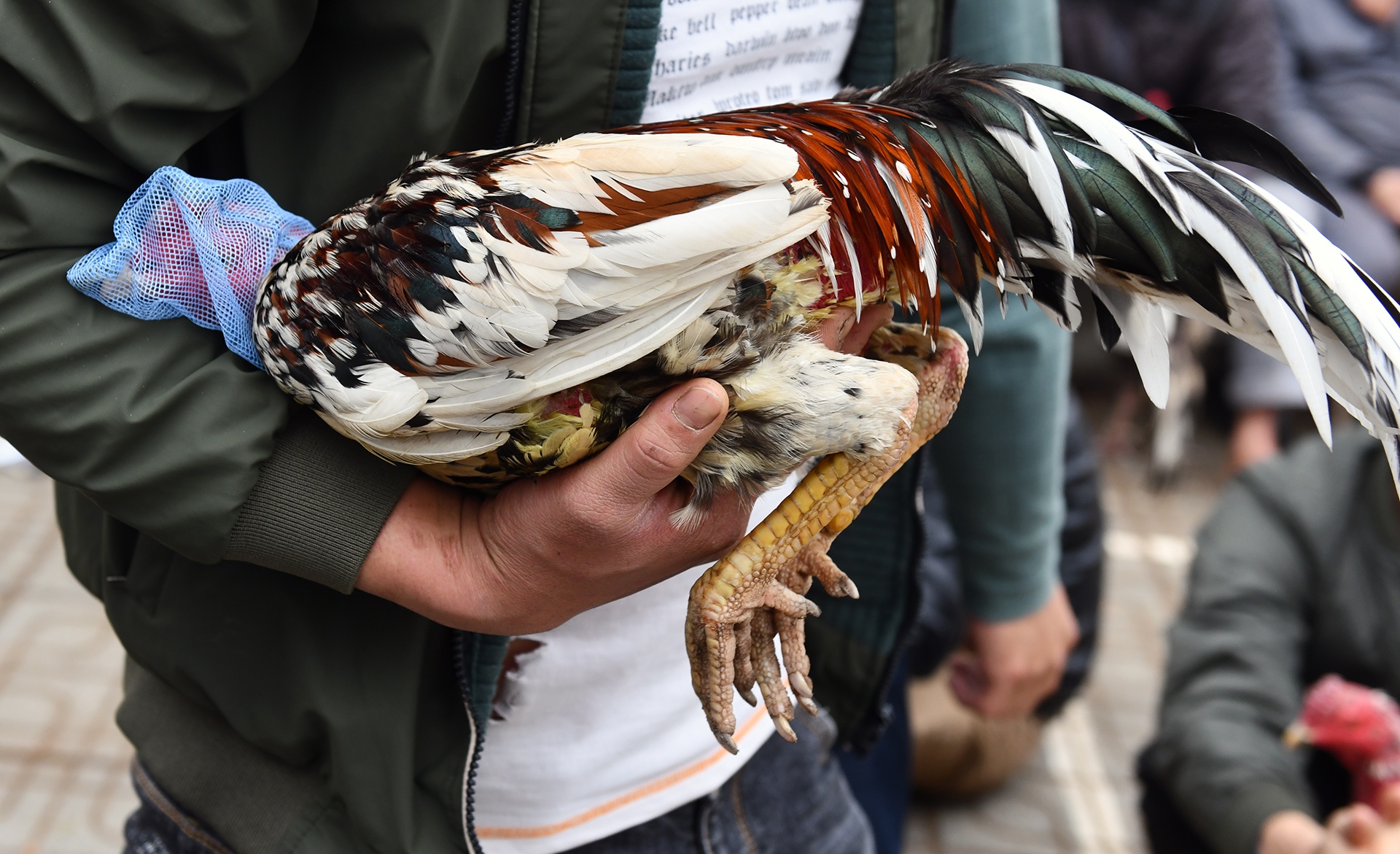 Choi ga dau nam anh 9