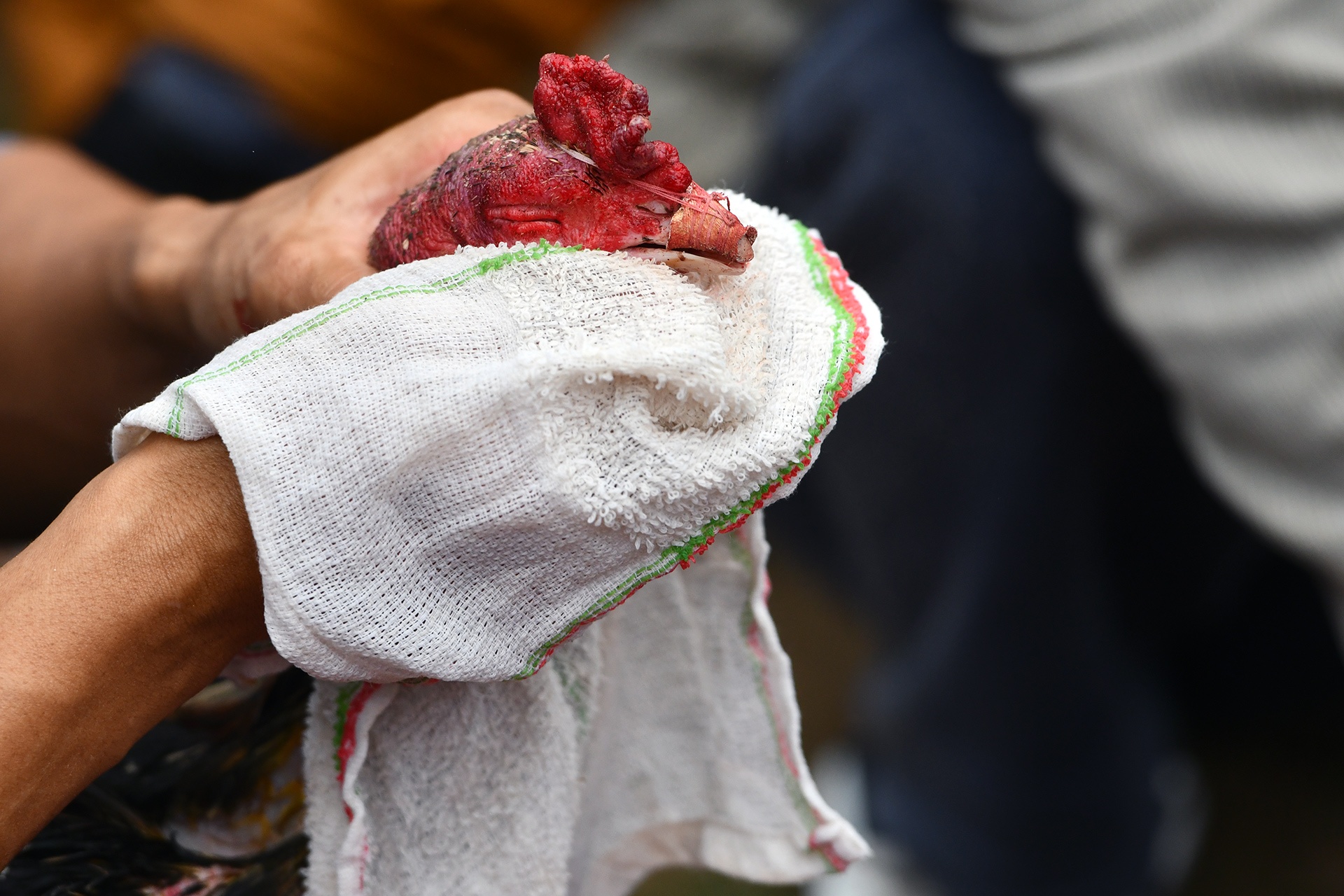 Choi ga dau nam anh 8