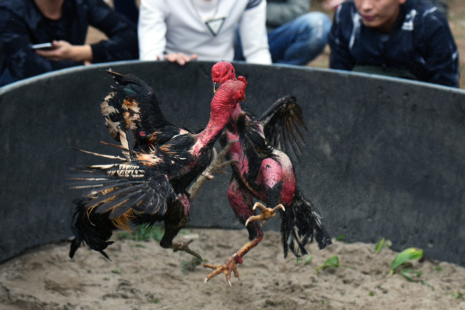 Choi ga dau nam anh 6