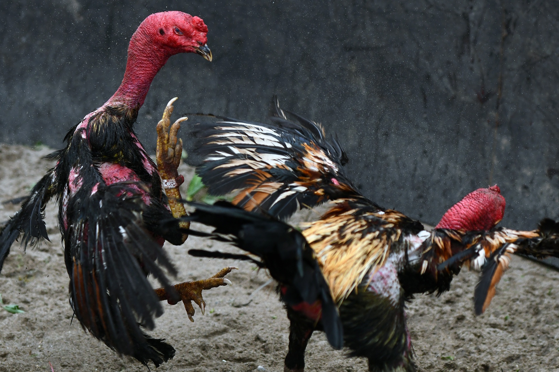 Nghin nguoi co mat o san choi ga ngay dau nam moi hinh anh