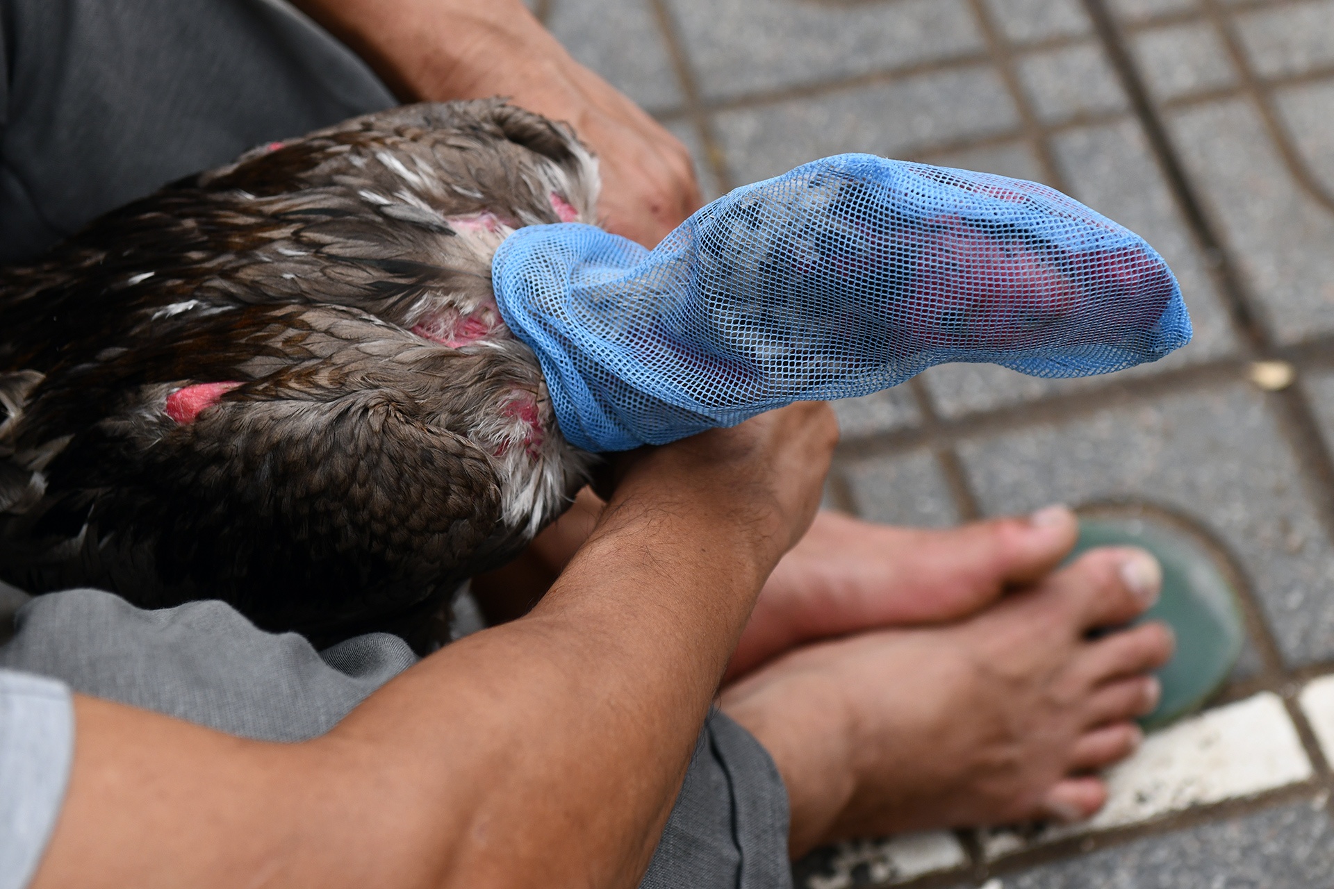 Choi ga dau nam anh 10