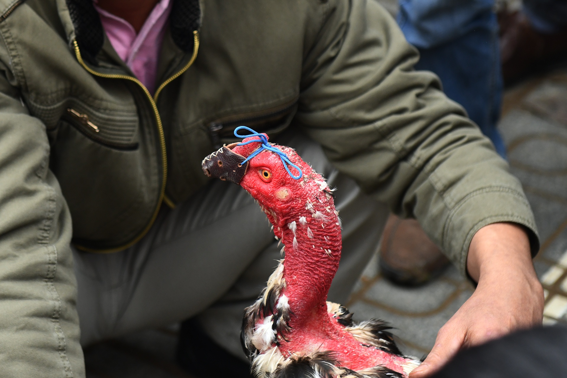 Choi ga dau nam anh 11