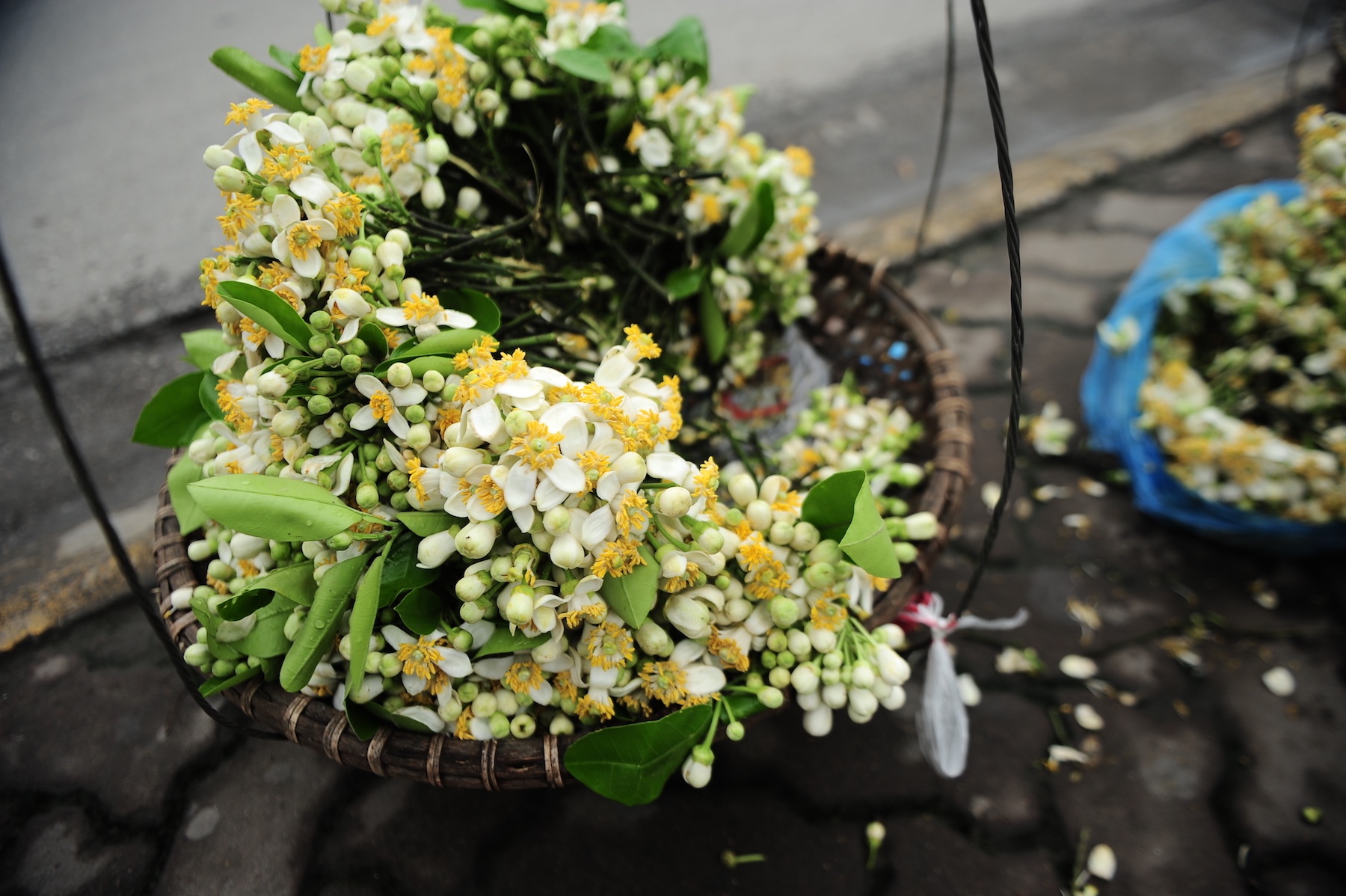 nhung mua hoa o Ha Noi anh 39