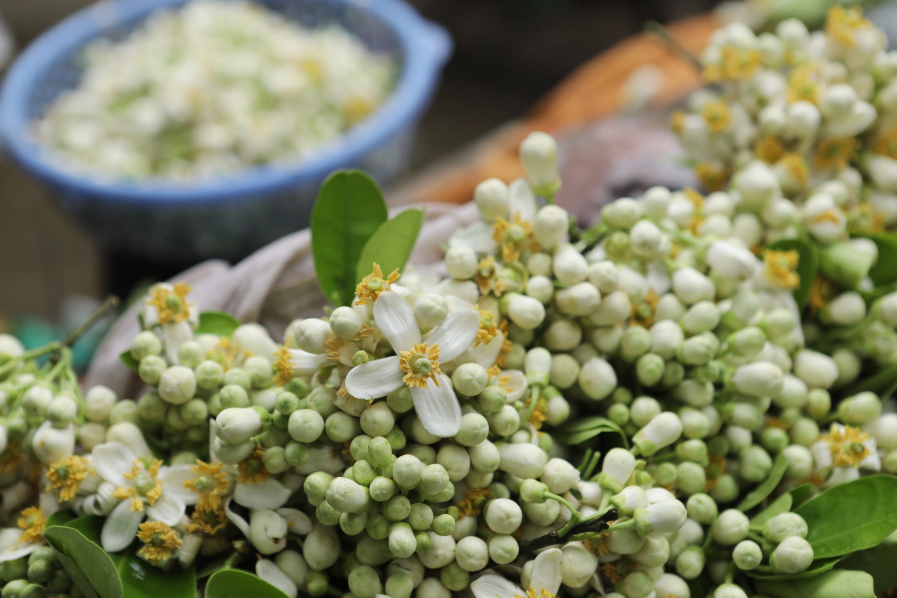 nhung mua hoa o Ha Noi anh 36