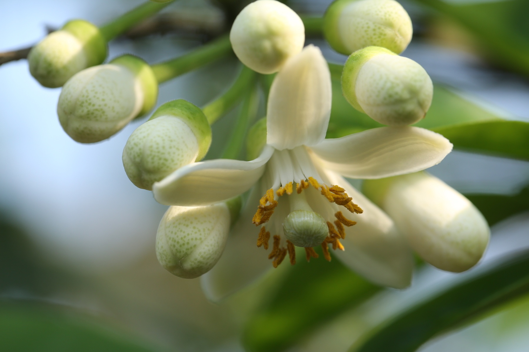 nhung mua hoa o Ha Noi anh 37