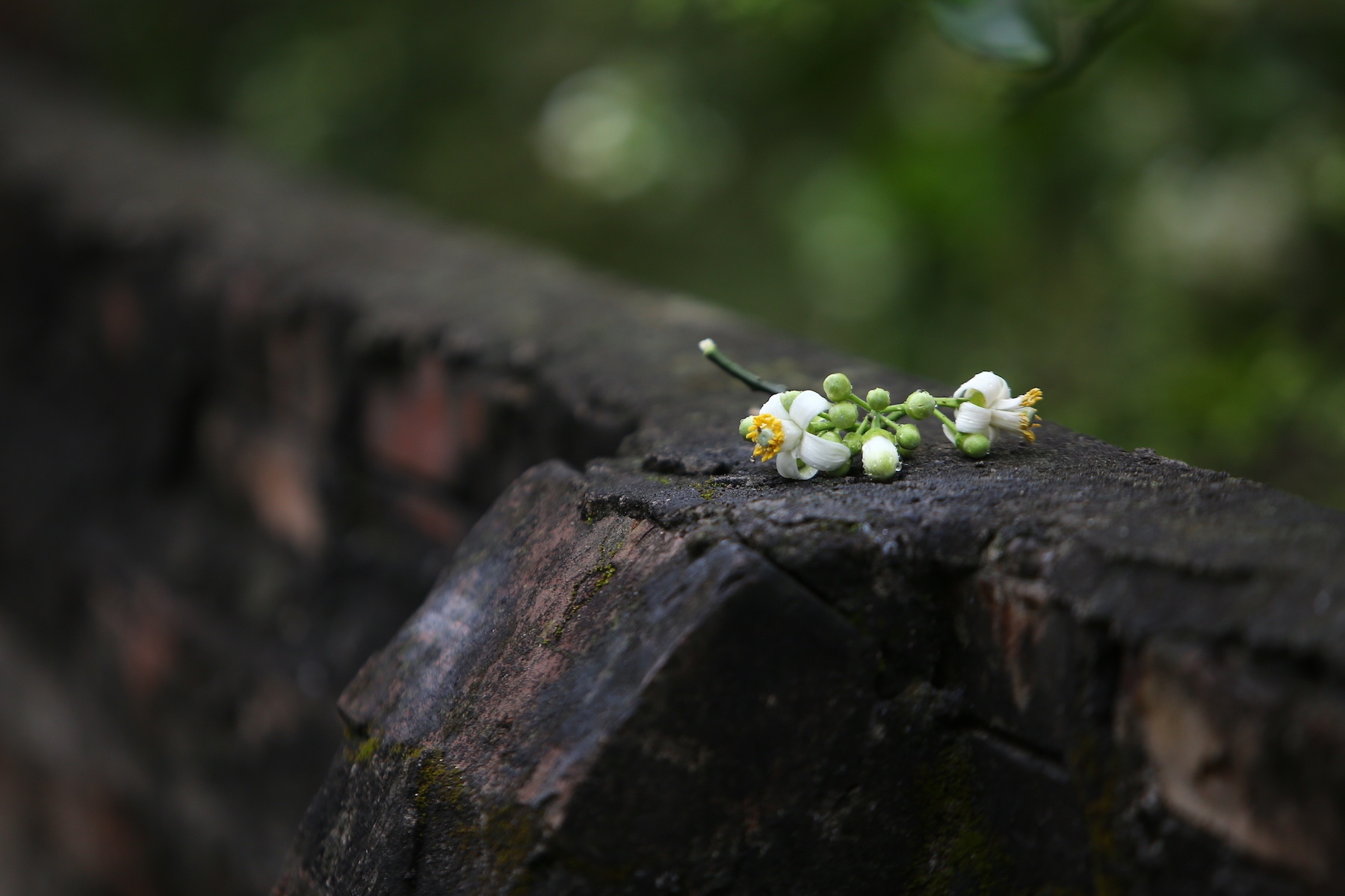 nhung mua hoa o Ha Noi anh 40