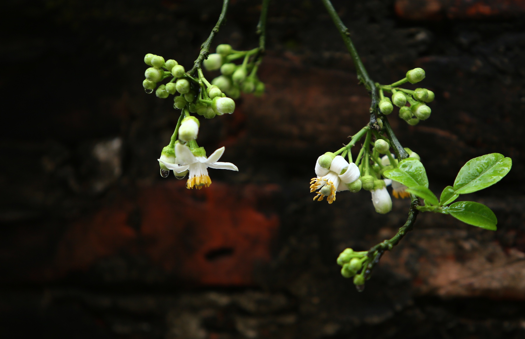 những mùa hoa ở Hà Nội ảnh 41 nhung mua hoa o Ha Noi anh 41