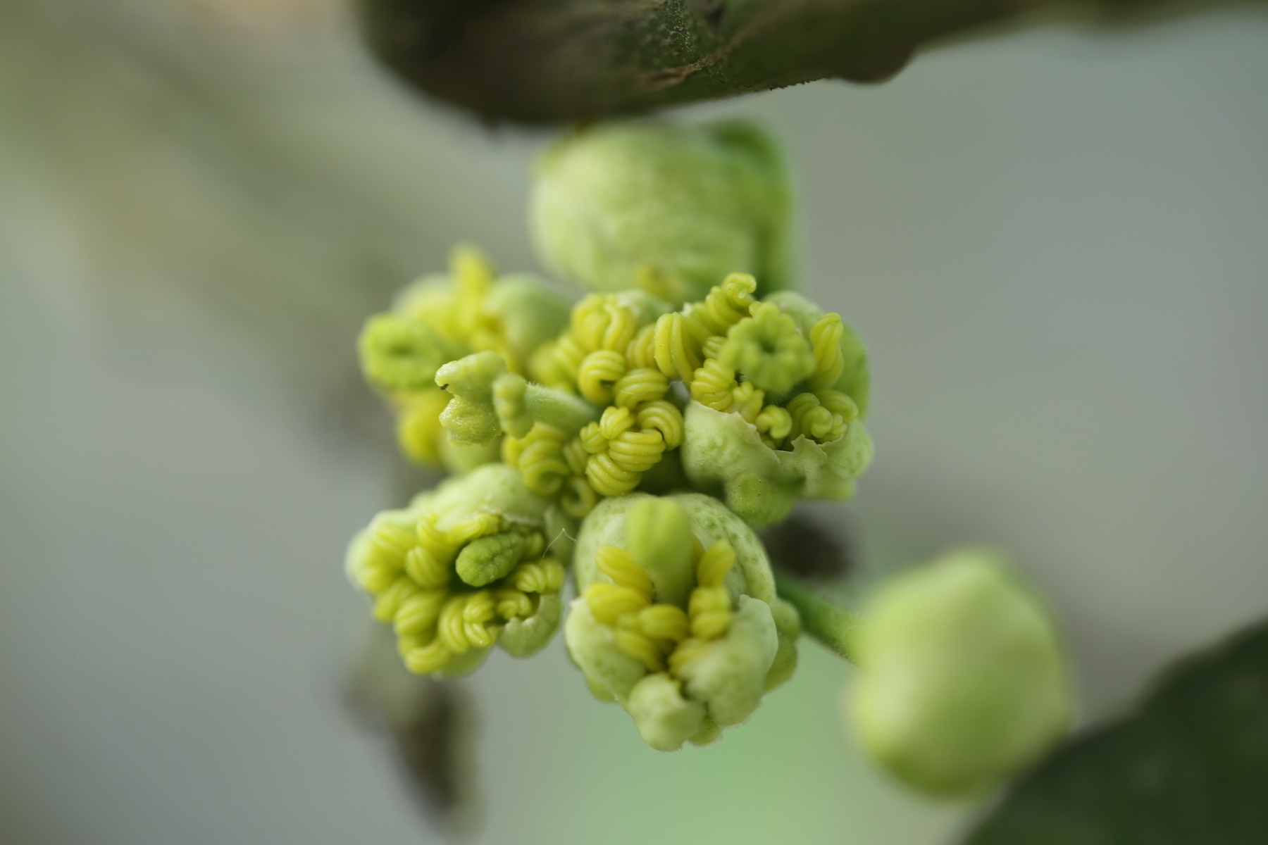 nhung mua hoa o Ha Noi anh 42