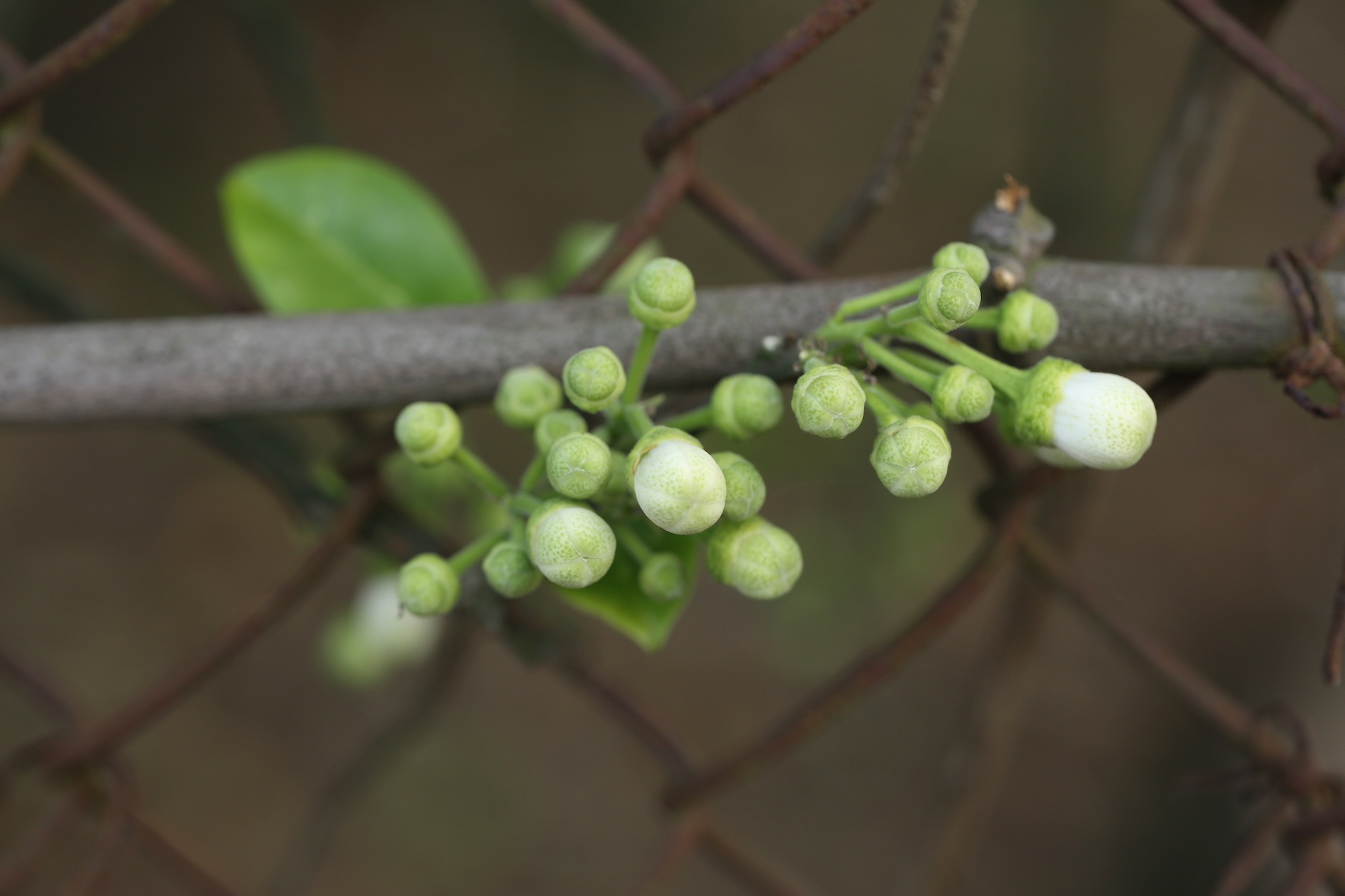 nhung mua hoa o Ha Noi anh 43