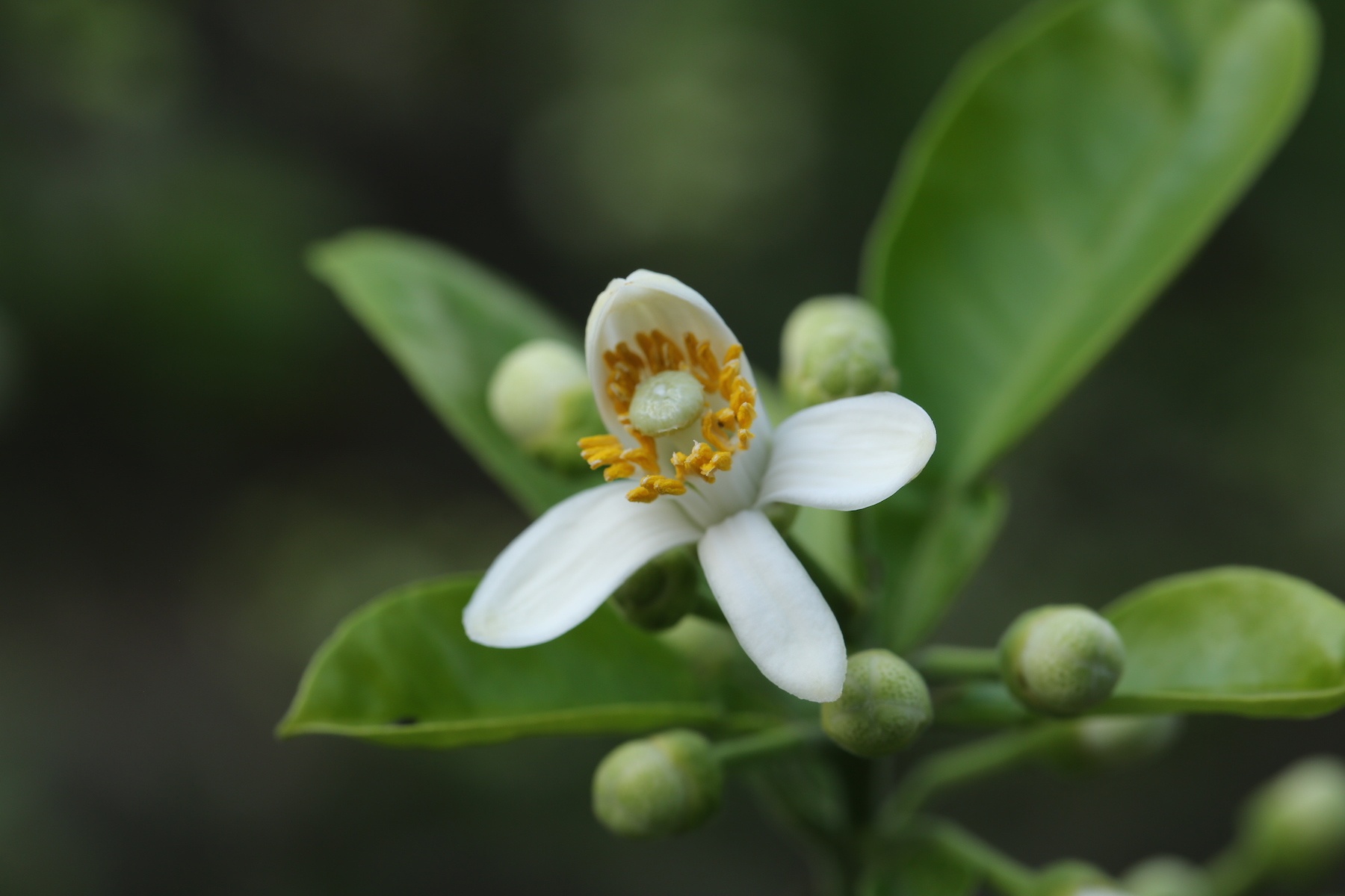 nhung mua hoa o Ha Noi anh 38
