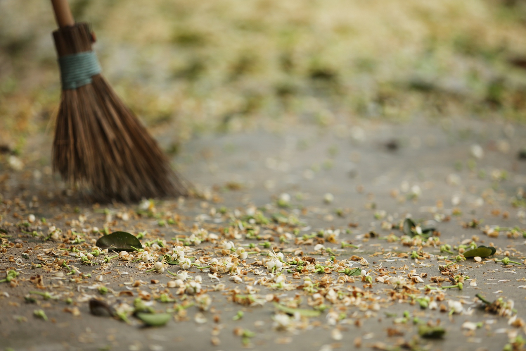 những mùa hoa ở Hà Nội ảnh 45 nhung mua hoa o Ha Noi anh 45