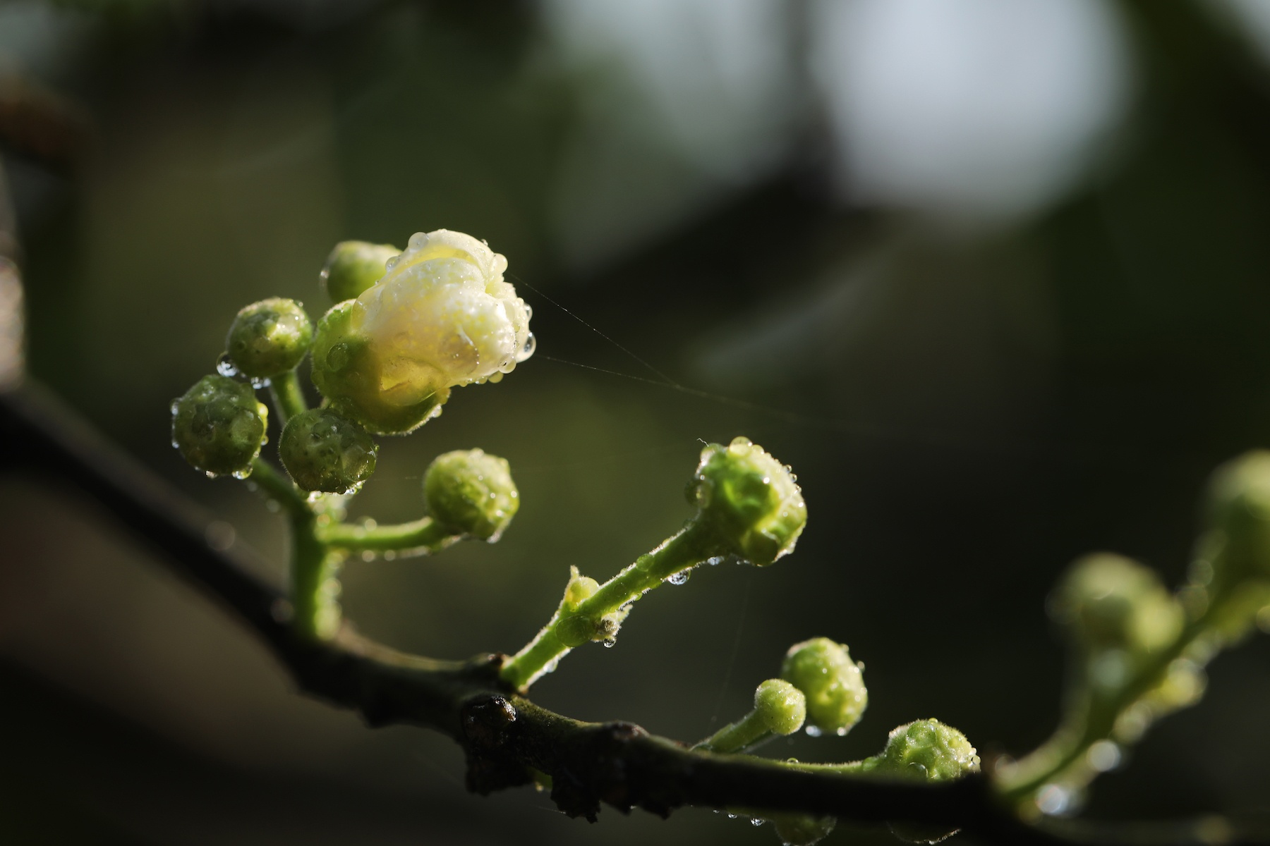 những mùa hoa ở Hà Nội ảnh 44 nhung mua hoa o Ha Noi anh 44