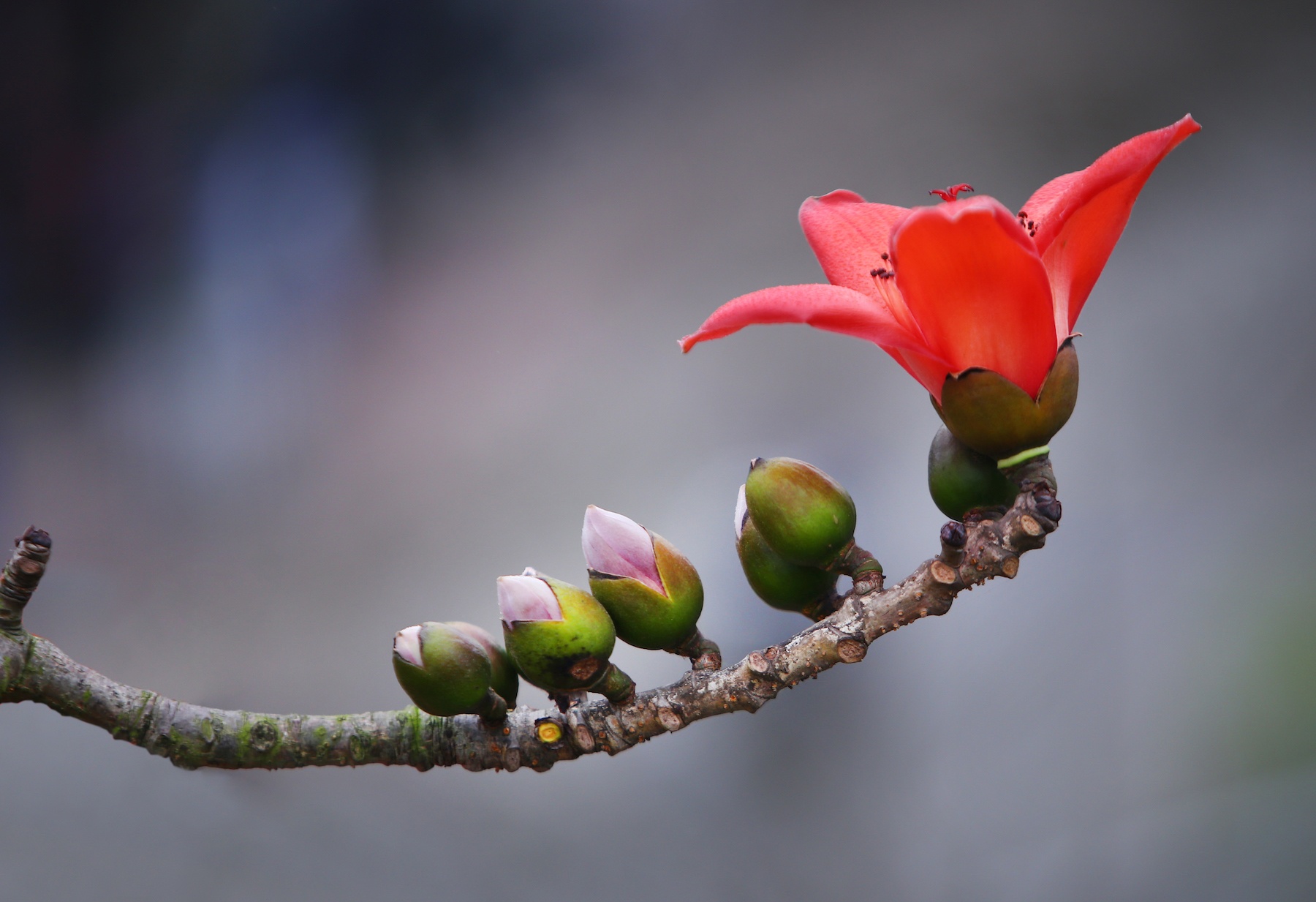 những mùa hoa ở Hà Nội ảnh 3 nhung mua hoa o Ha Noi anh 3