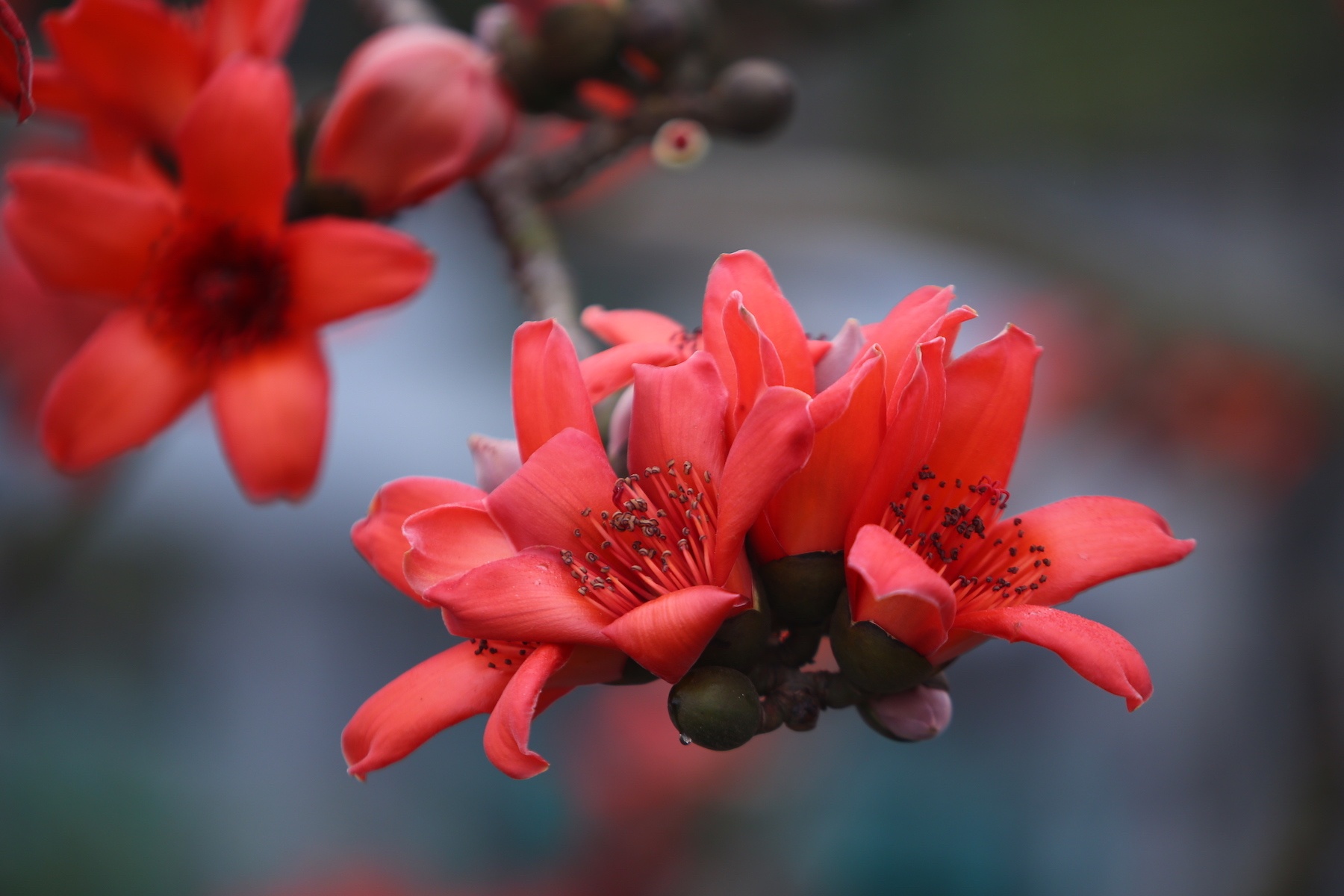 nhung mua hoa o Ha Noi anh 4