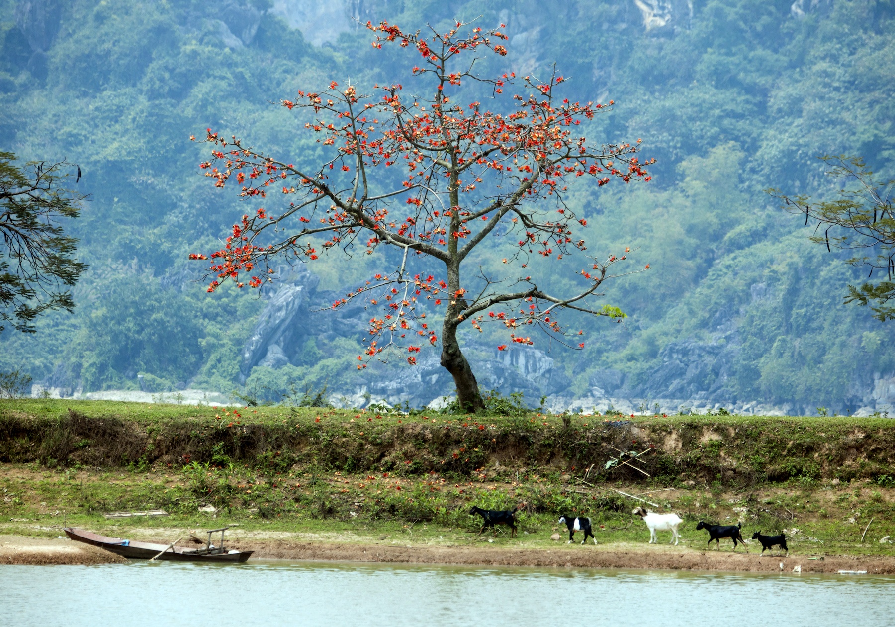 những mùa hoa ở Hà Nội ảnh 12 nhung mua hoa o Ha Noi anh 12