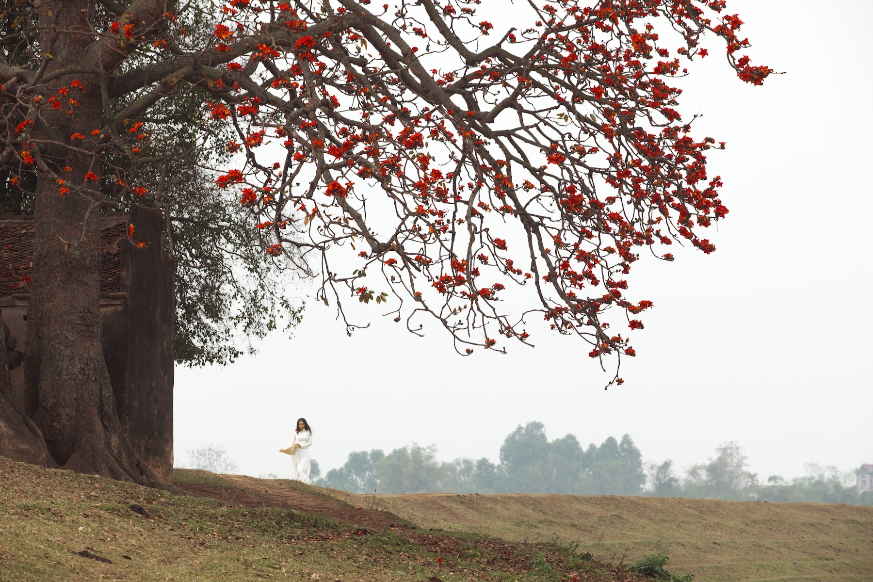 những mùa hoa ở Hà Nội ảnh 8 nhung mua hoa o Ha Noi anh 8