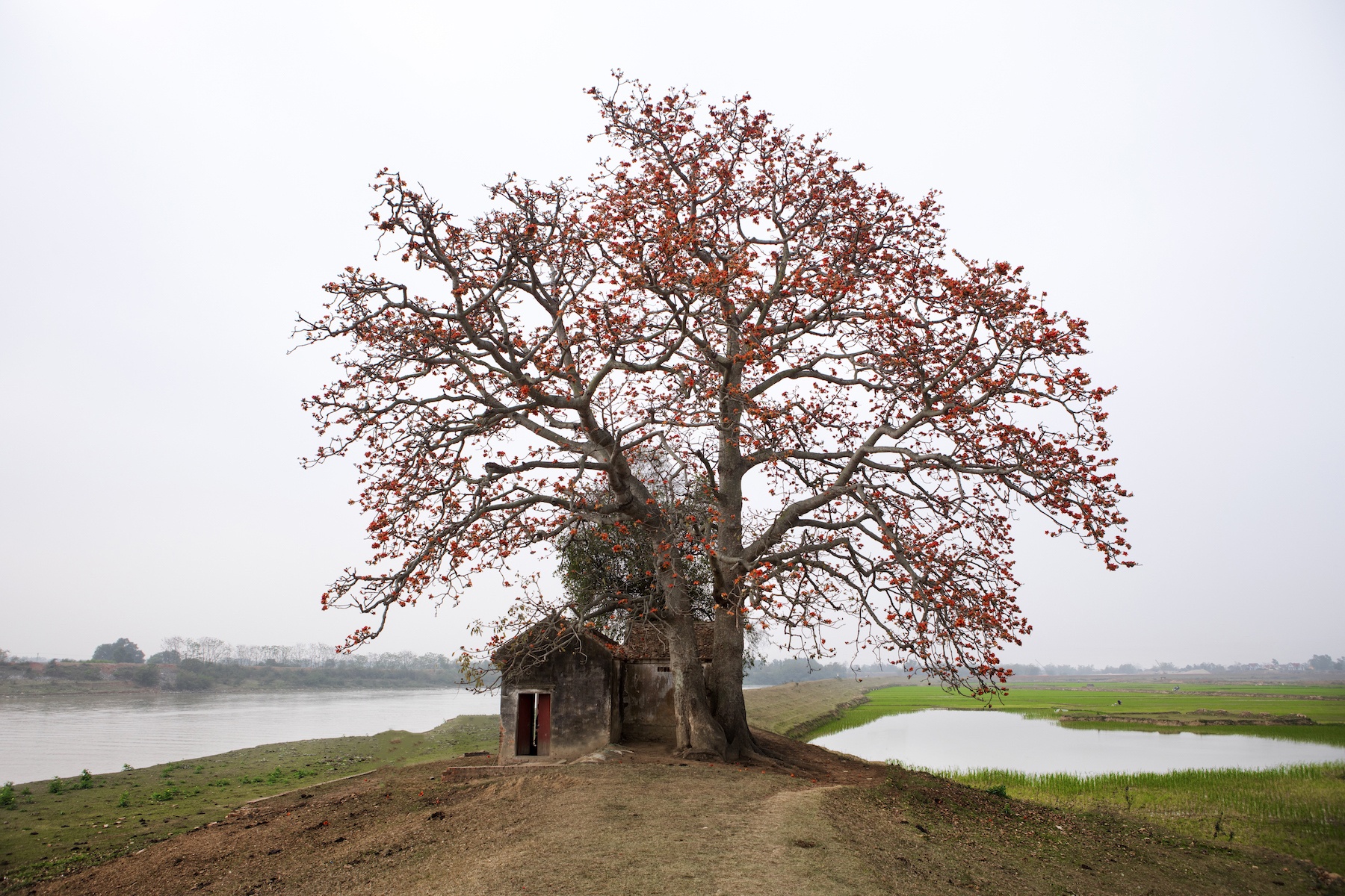 những mùa hoa ở Hà Nội ảnh 9 nhung mua hoa o Ha Noi anh 9