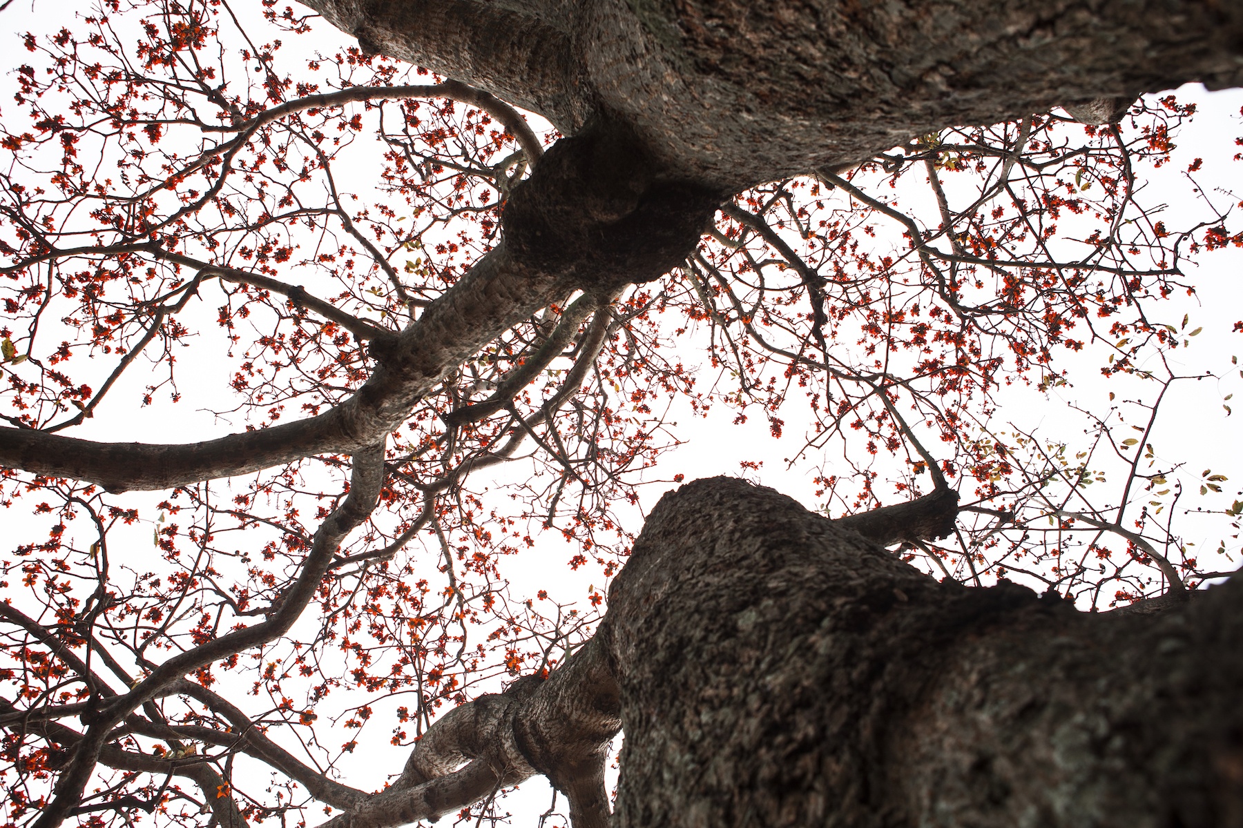 những mùa hoa ở Hà Nội ảnh 10 nhung mua hoa o Ha Noi anh 10