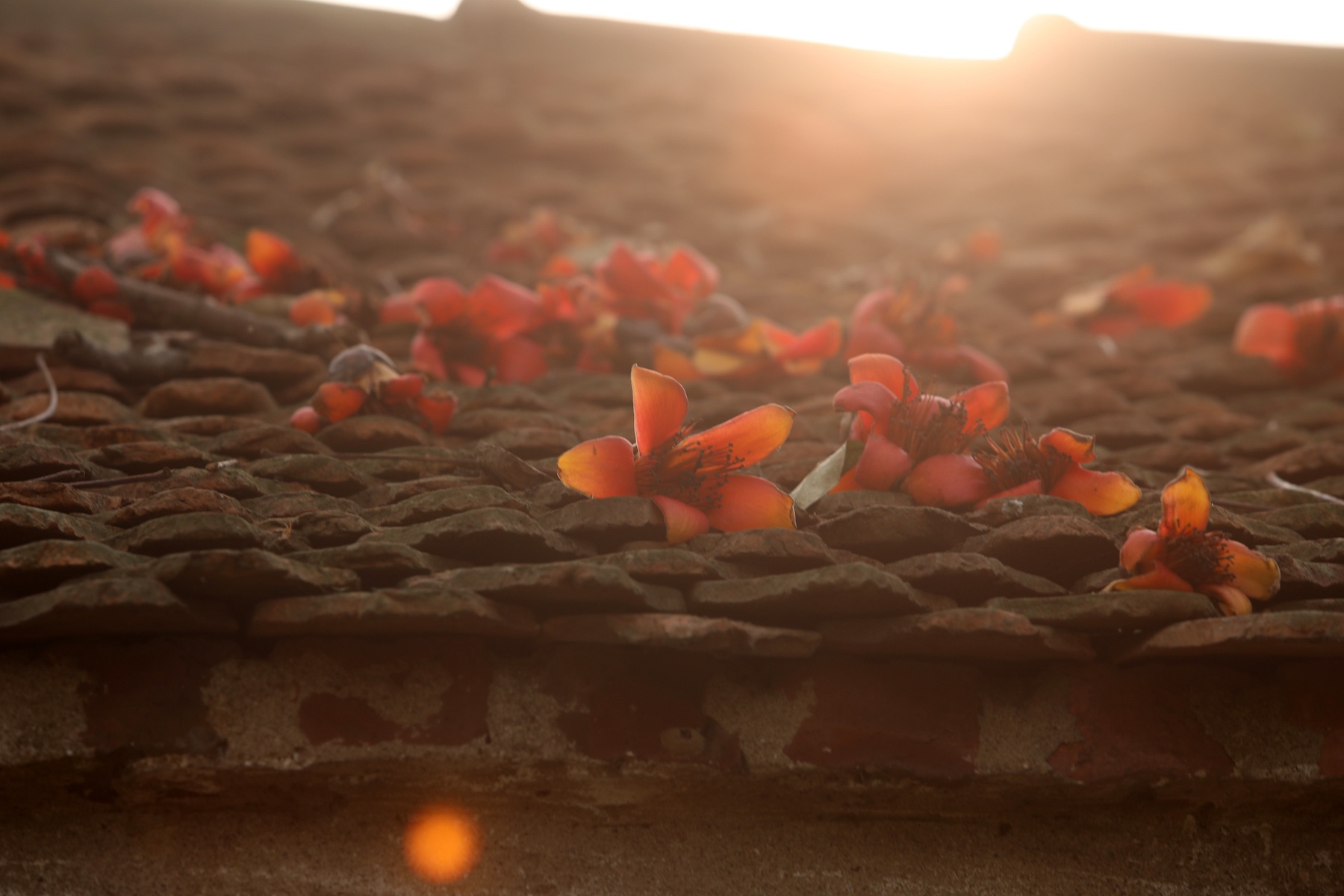 những mùa hoa ở Hà Nội ảnh 6 nhung mua hoa o Ha Noi anh 6