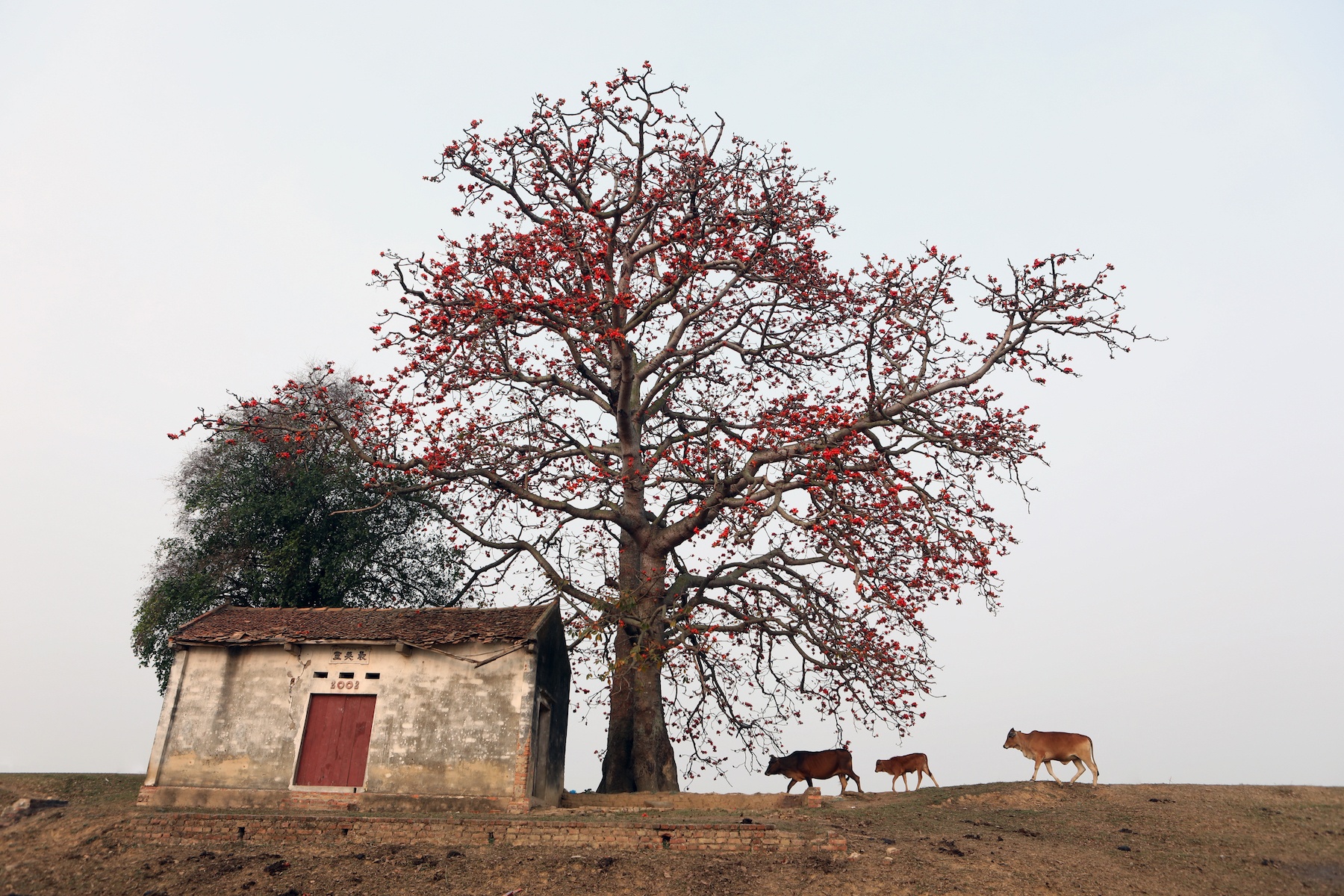 những mùa hoa ở Hà Nội ảnh 11 nhung mua hoa o Ha Noi anh 11