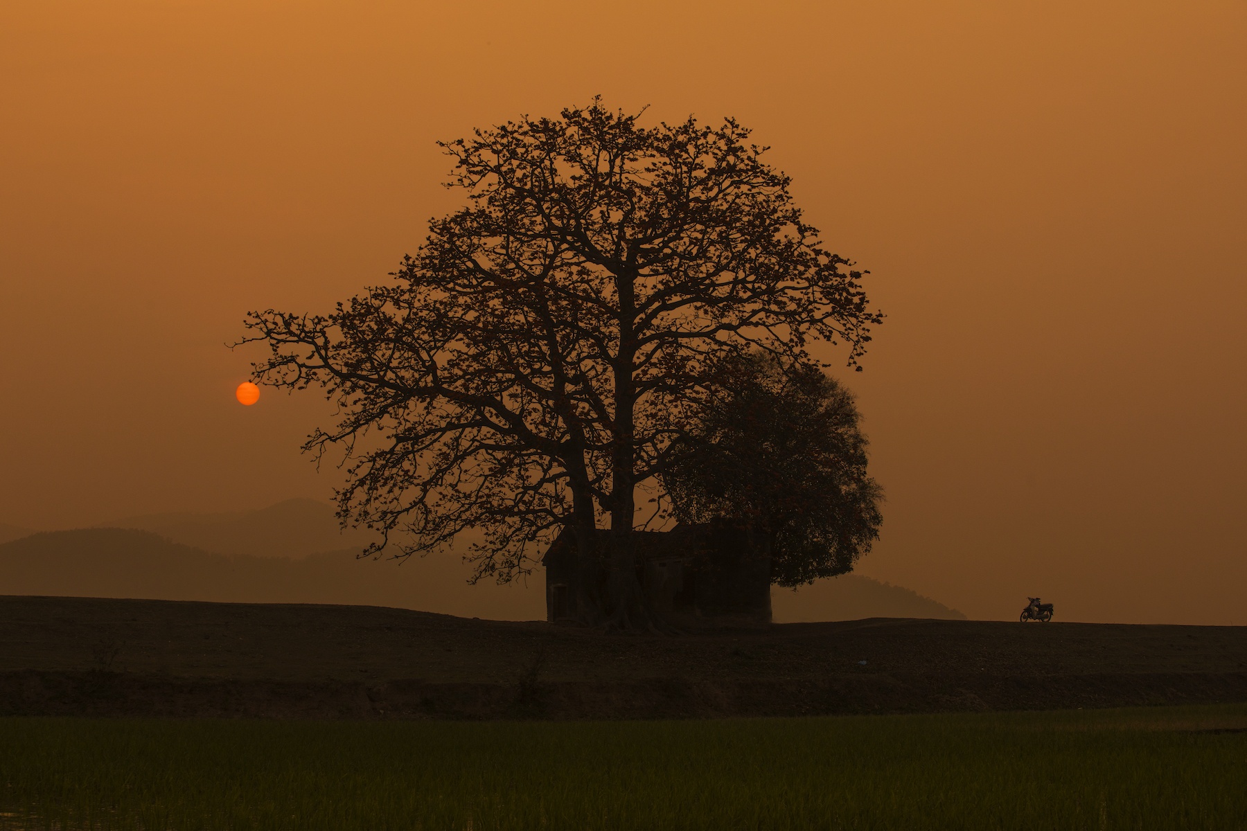 những mùa hoa ở Hà Nội ảnh 1 nhung mua hoa o Ha Noi anh 1
