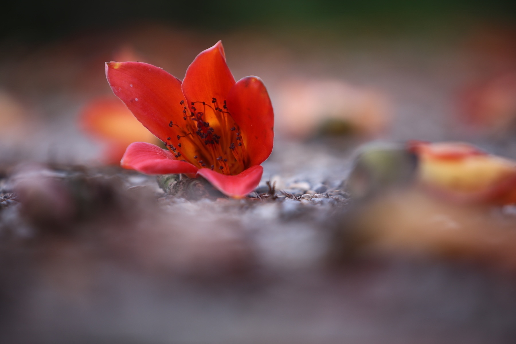 nhung mua hoa o Ha Noi anh 7